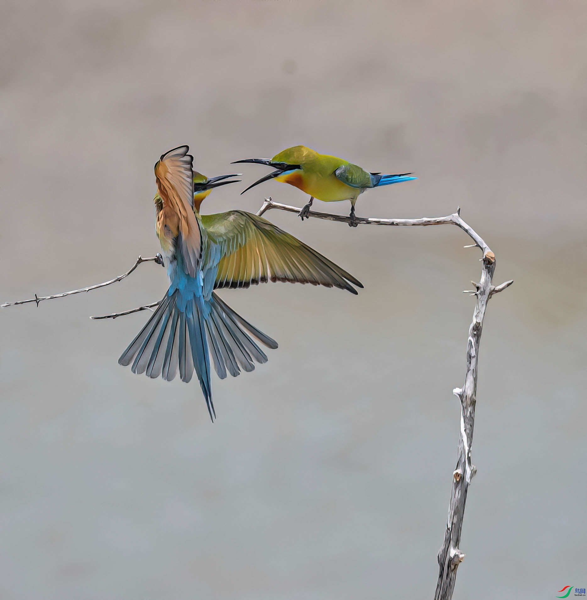 DSC_6077_proc11 ����.jpg