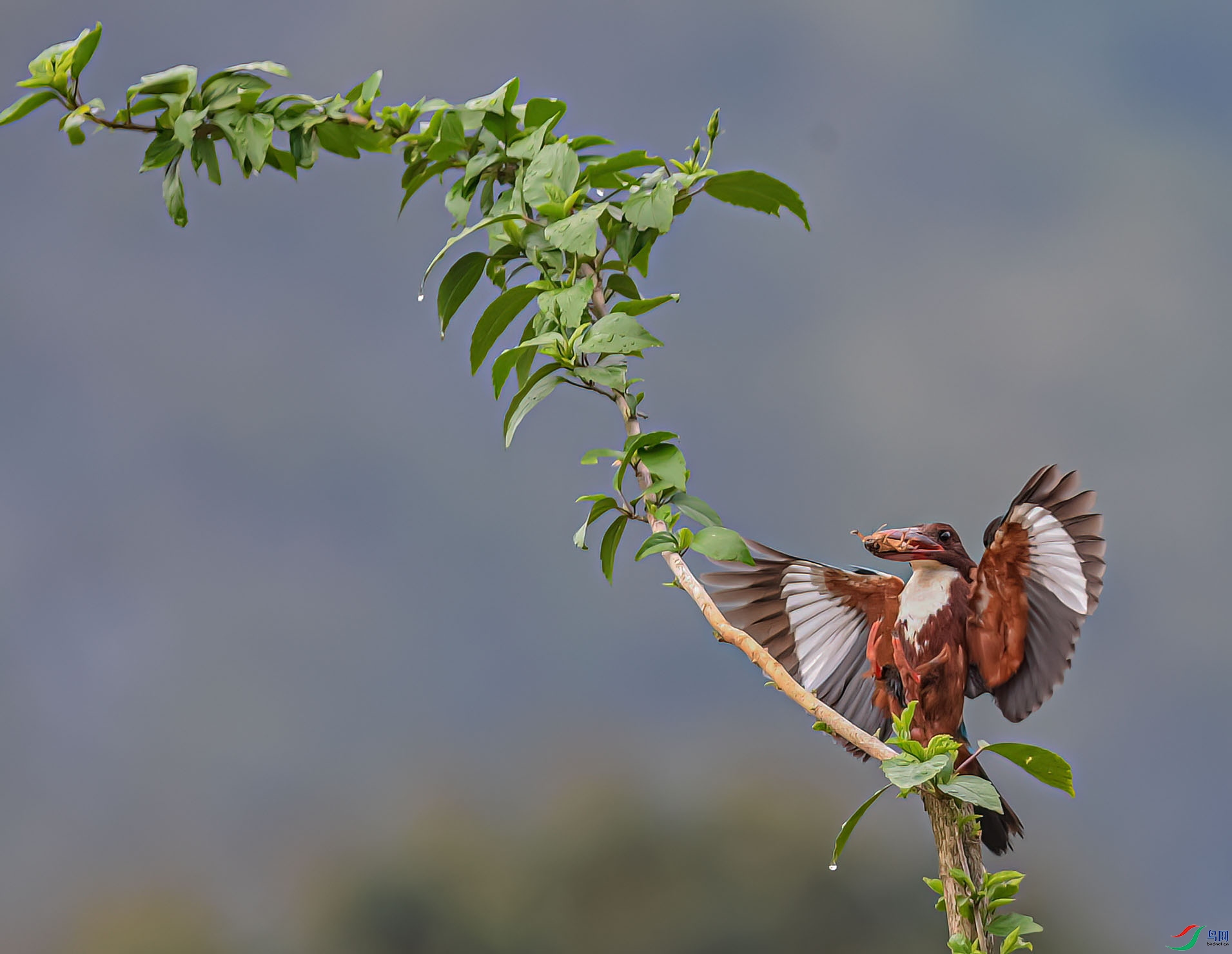 DSC_6267_proc1 ����.jpg