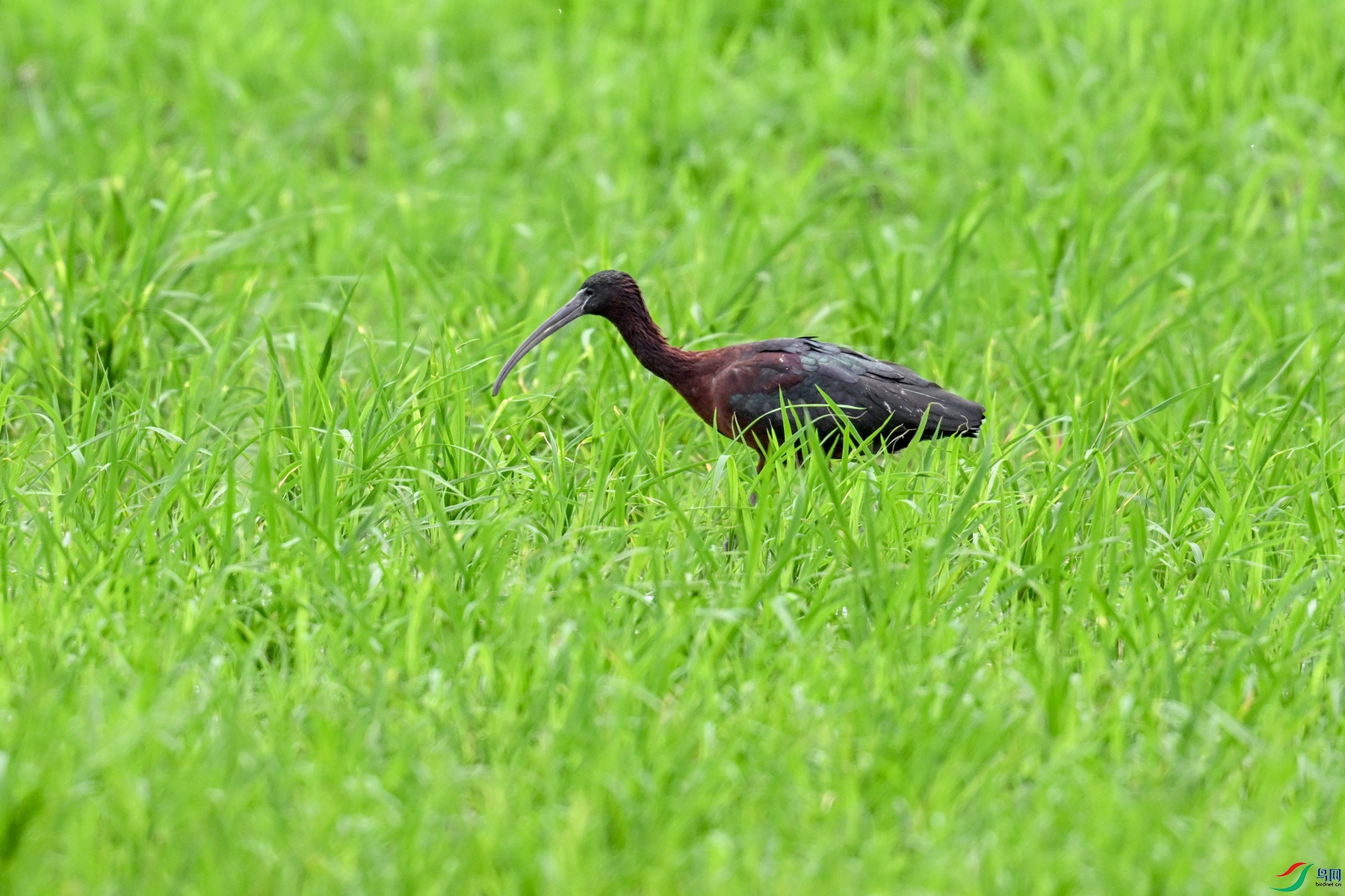 DSC_7796.JPG