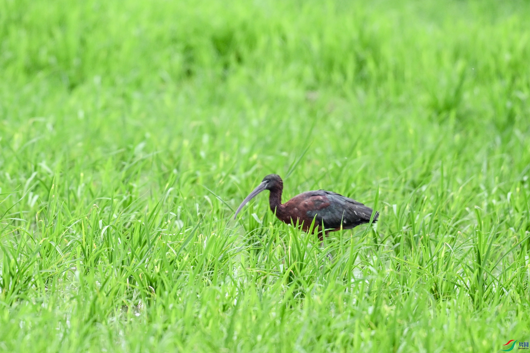 DSC_7800.JPG