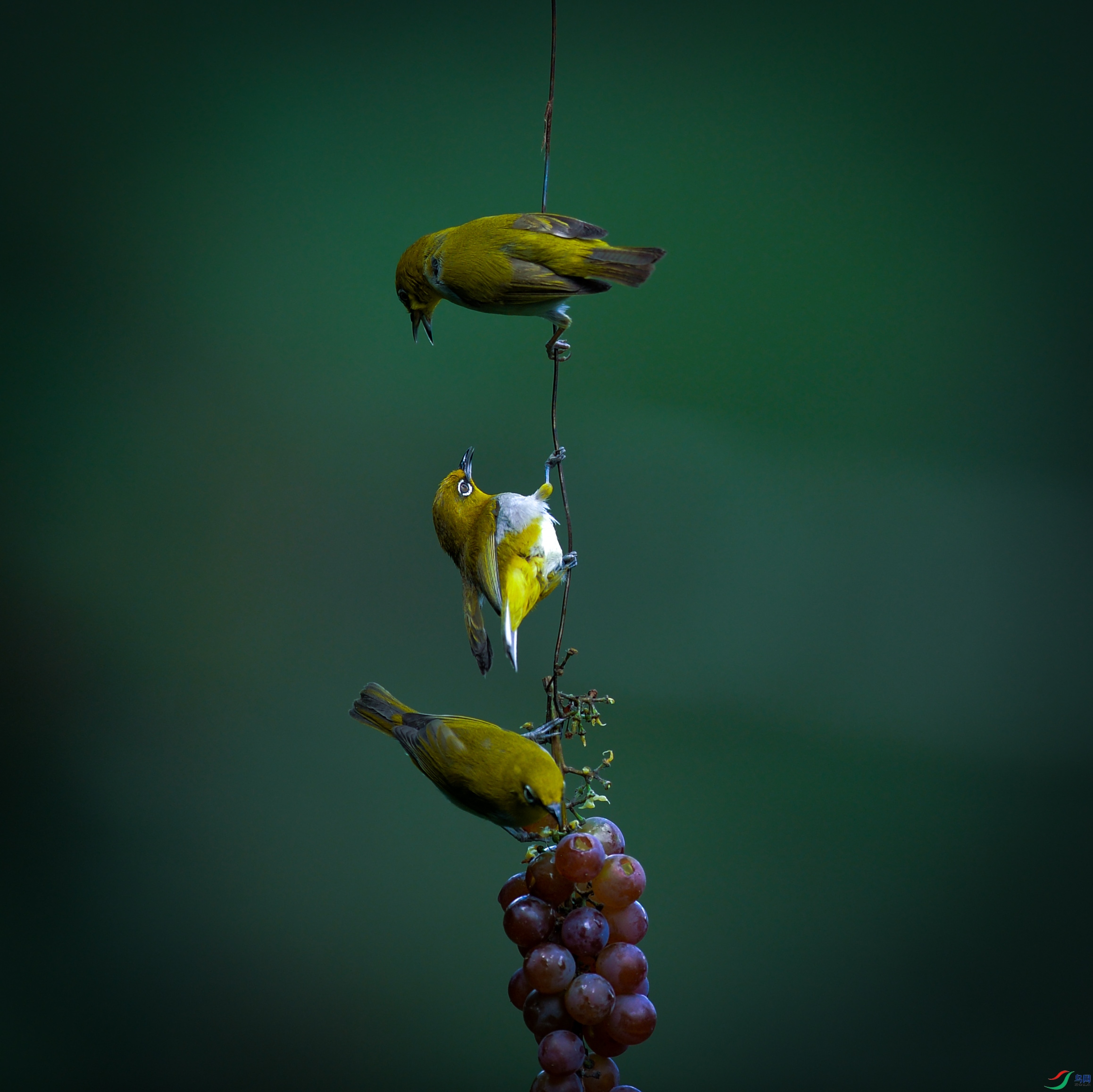 DSC_6016.jpg