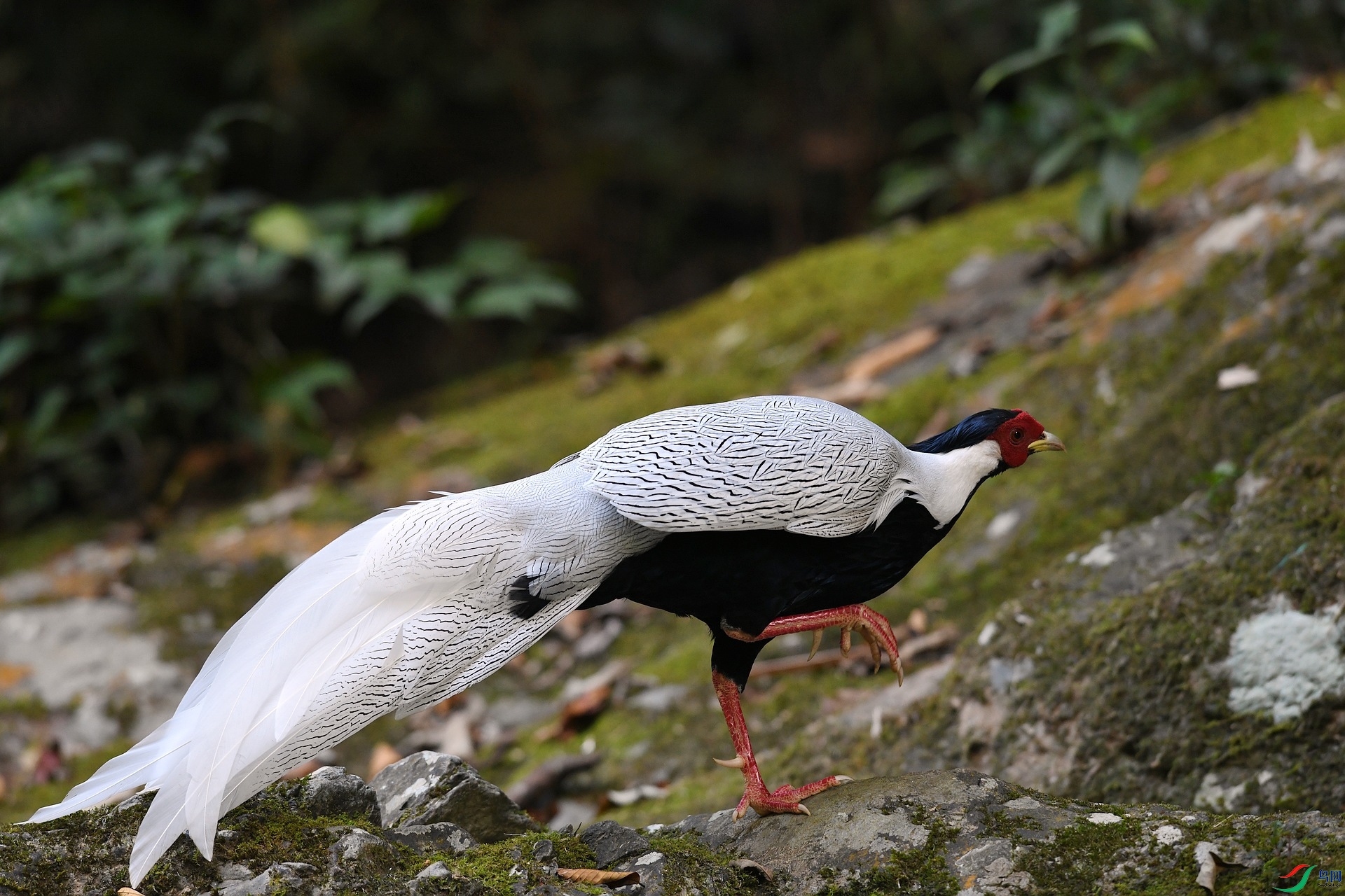 DSC_1750.jpg