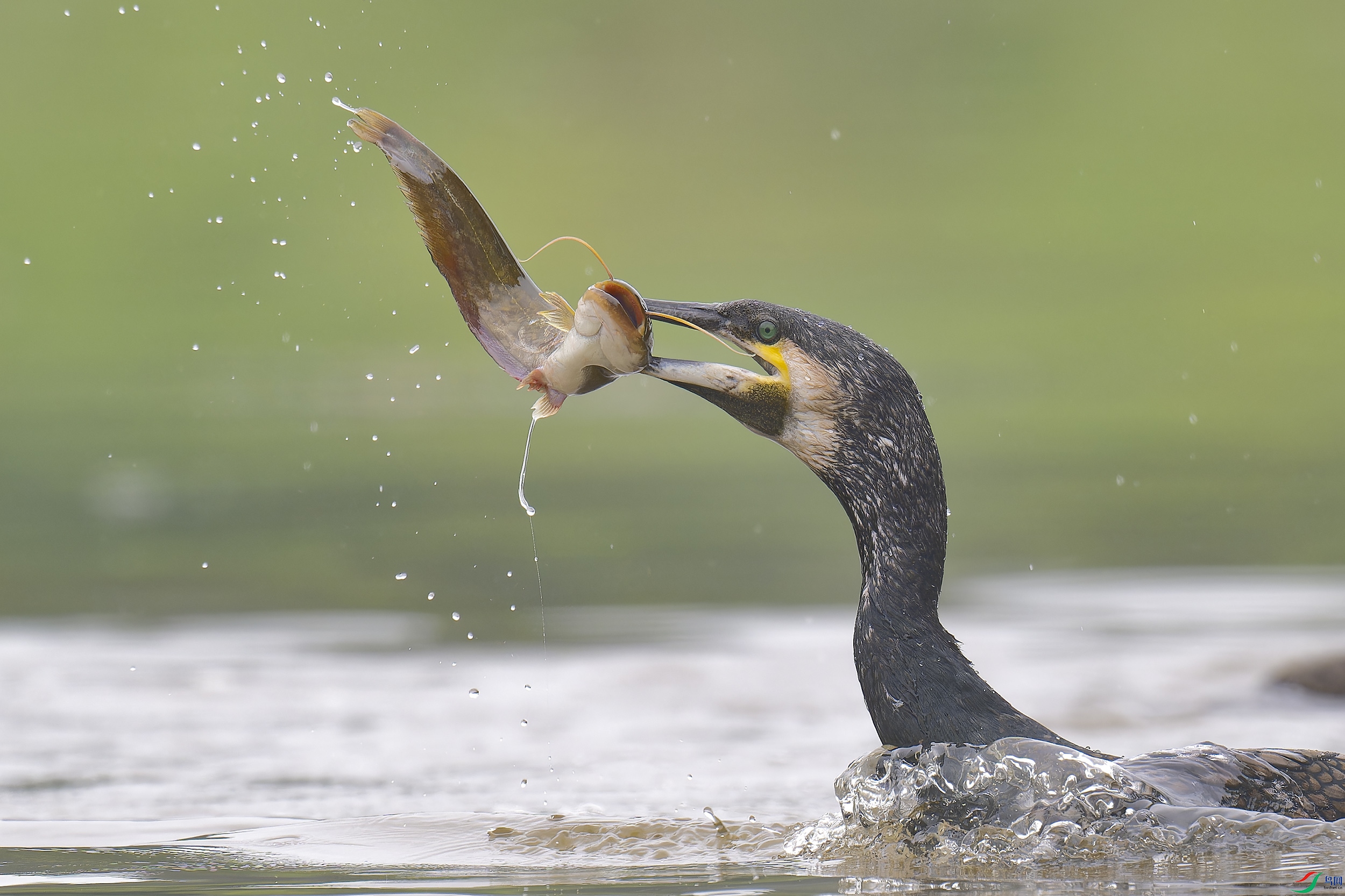 _DSC6512_DxO.jpg