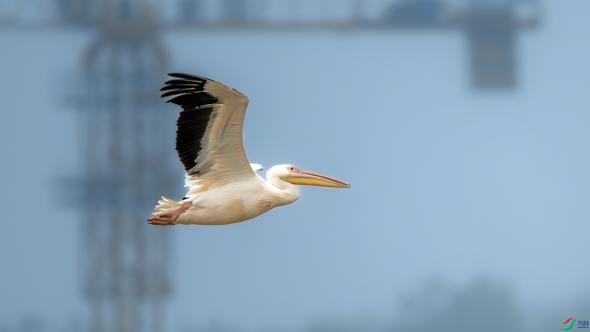 DSC_1637-����ǿ-NR ����.jpg