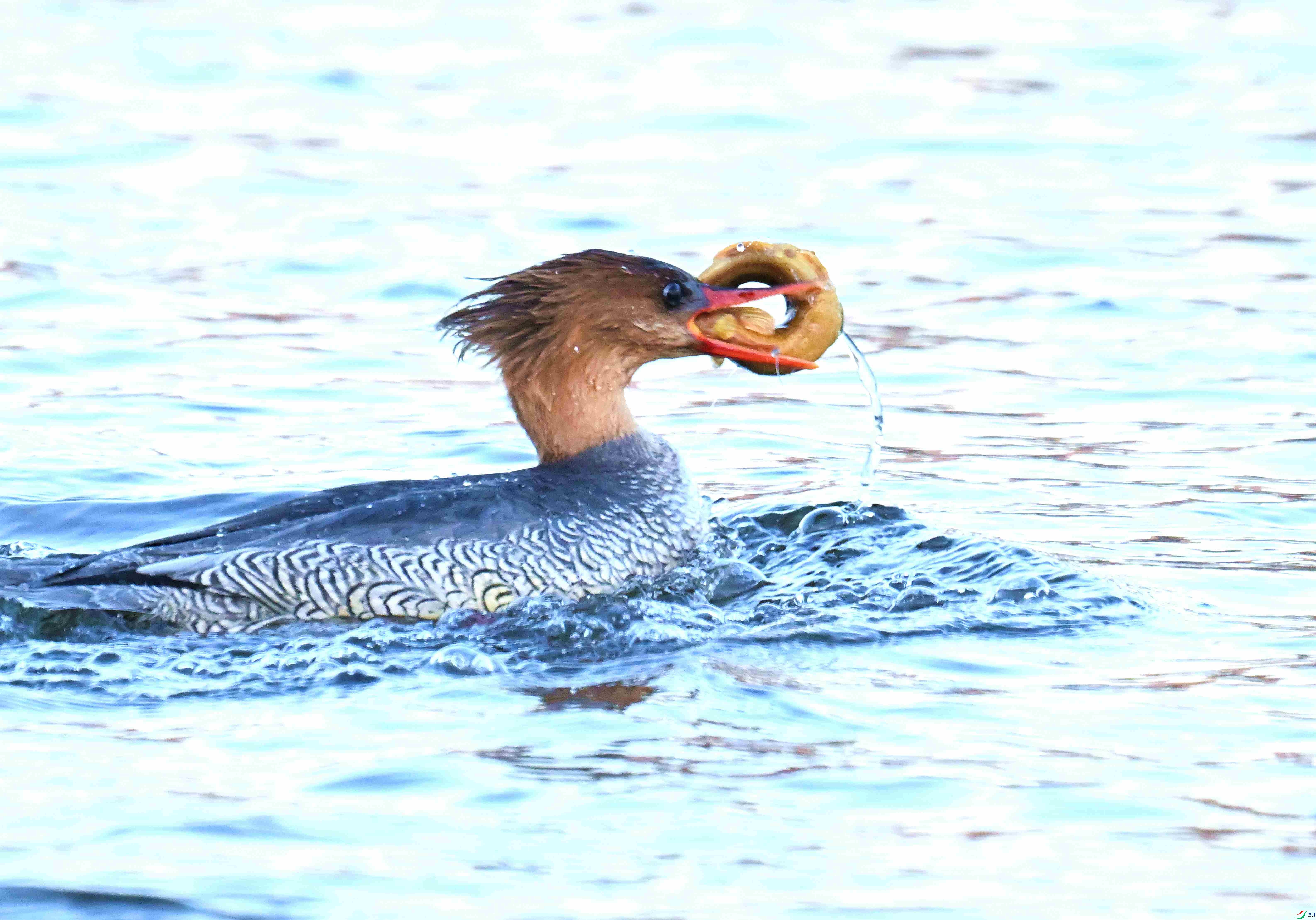 DSC_6064.JPG