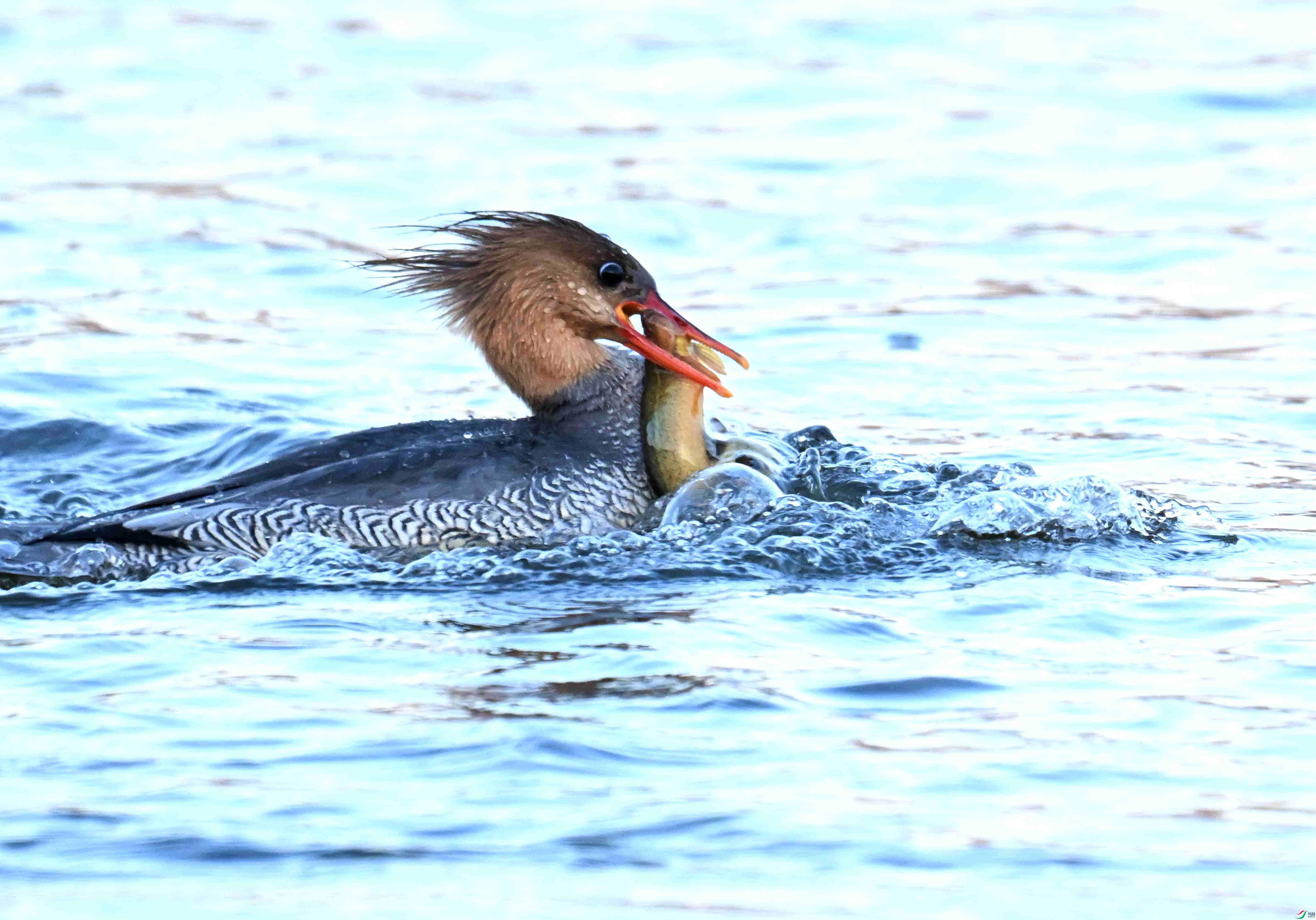 DSC_6059.JPG