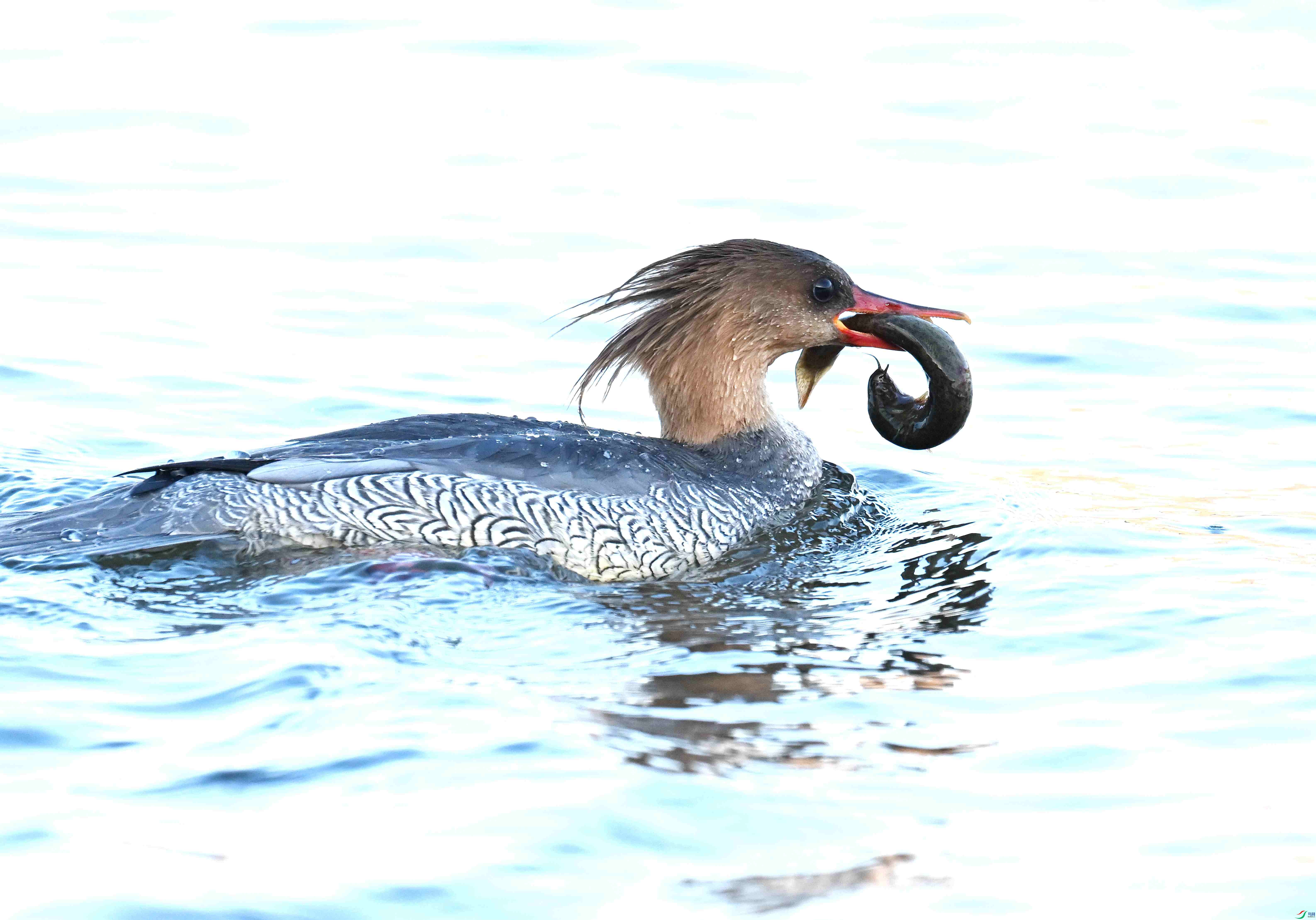DSC_7063.JPG