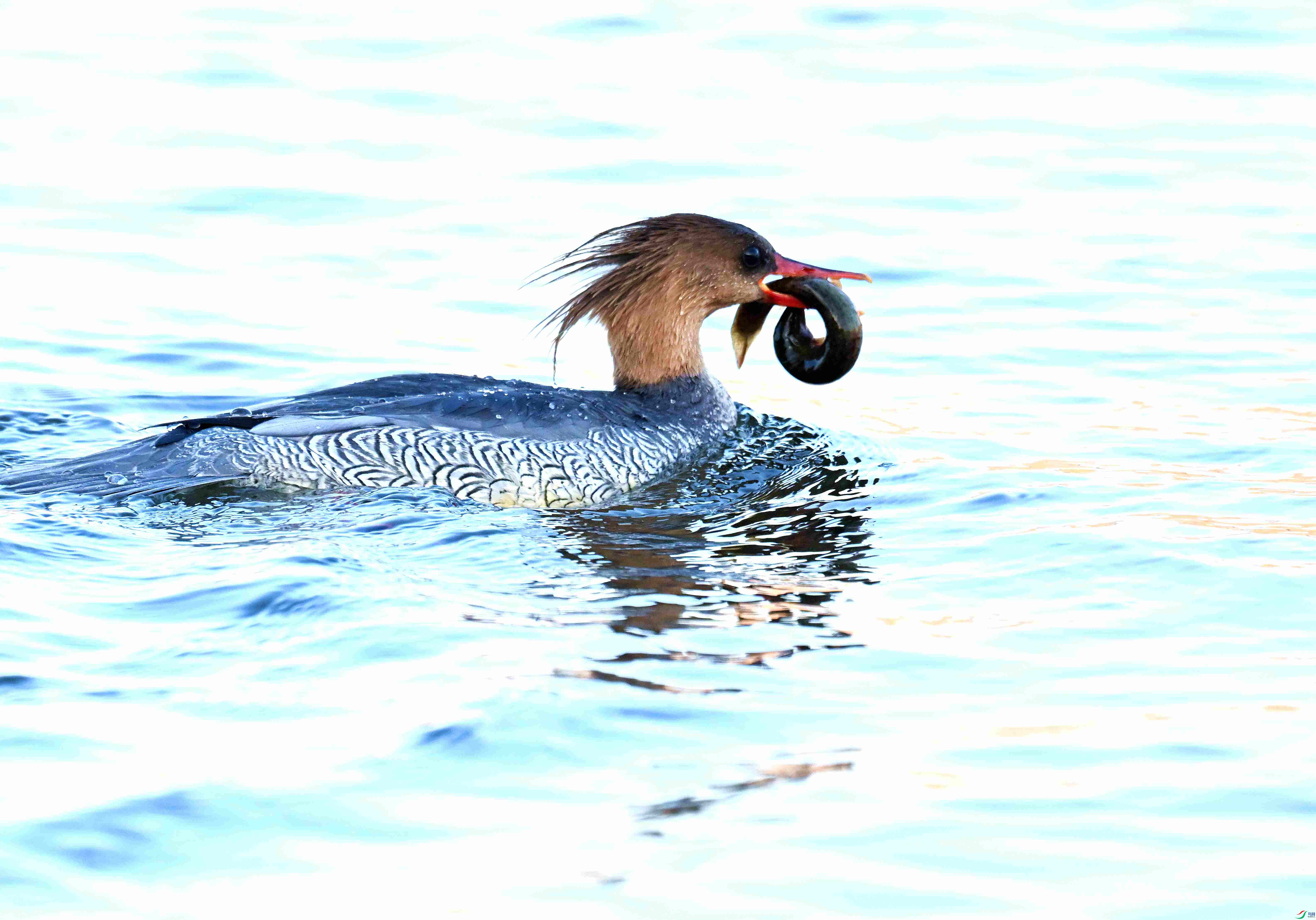 DSC_7066.JPG