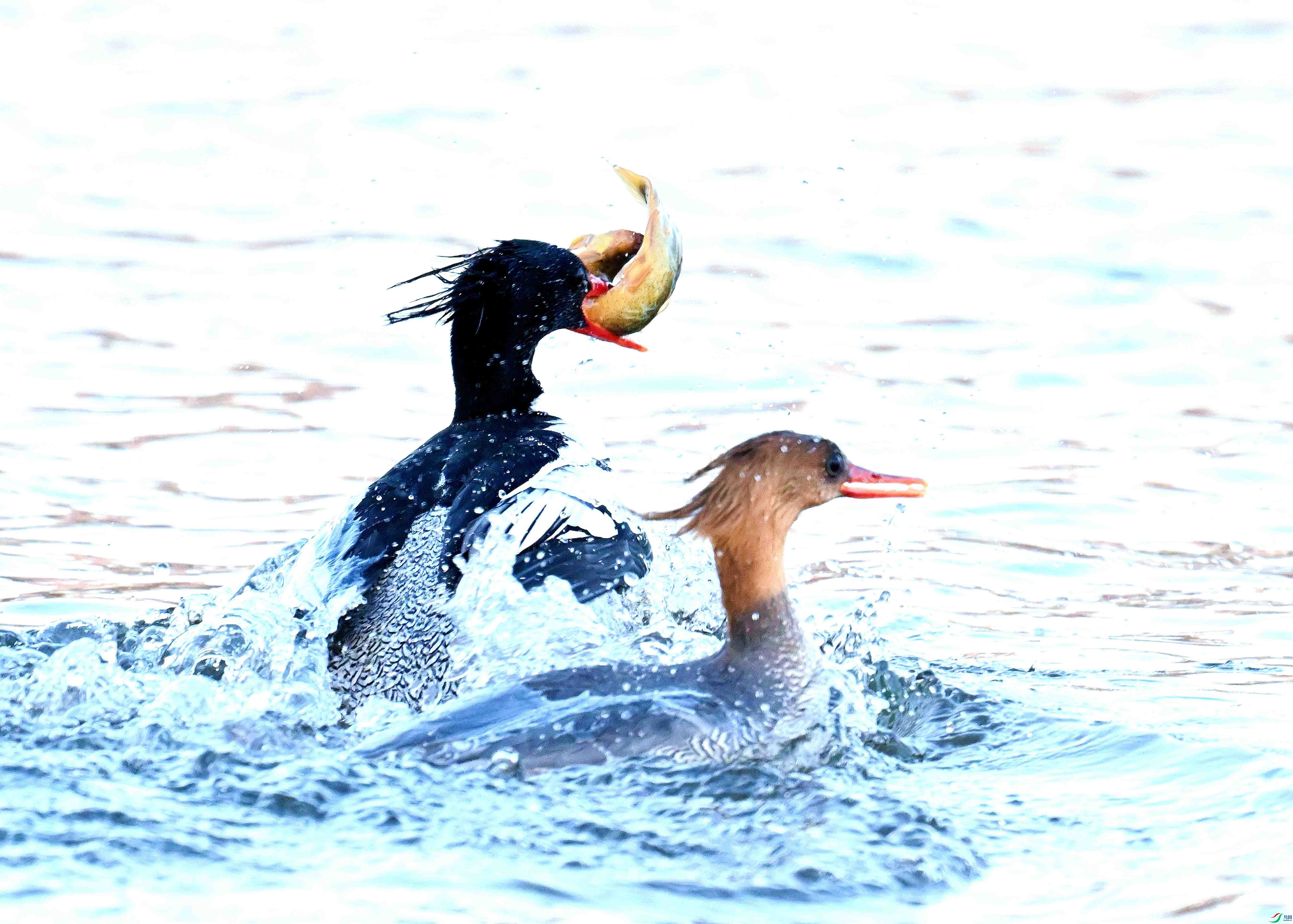 DSC_6095.JPG