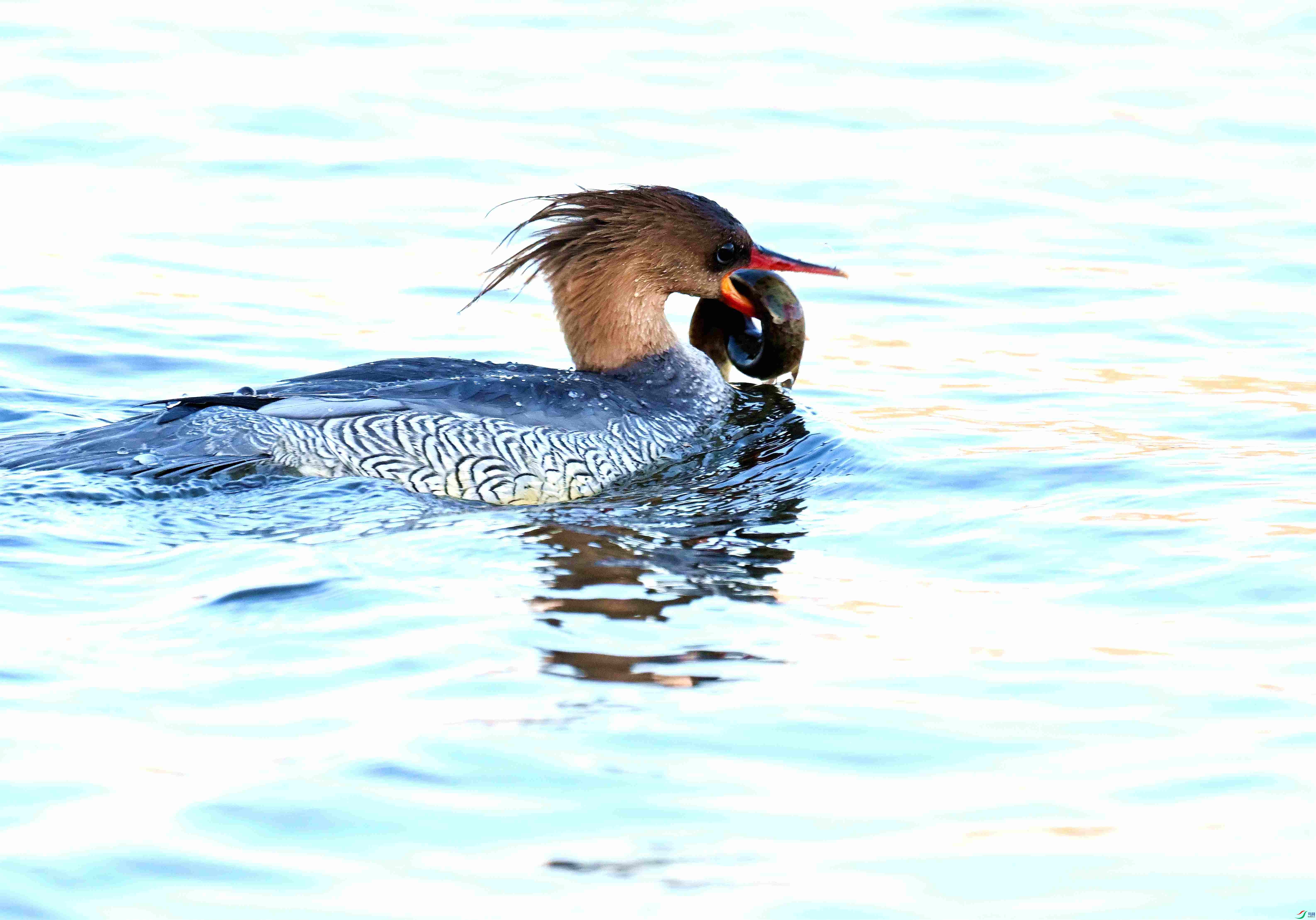 DSC_7070.JPG