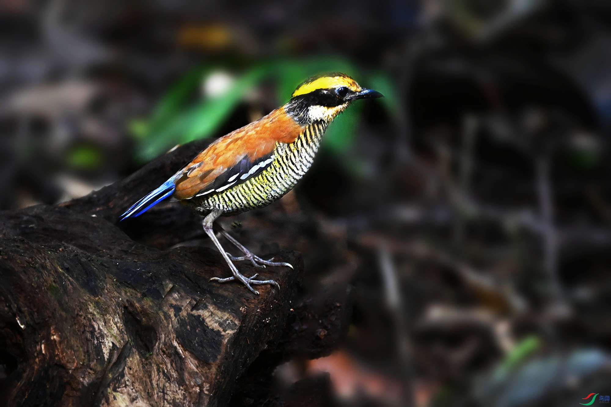 DSC_90801_.jpg