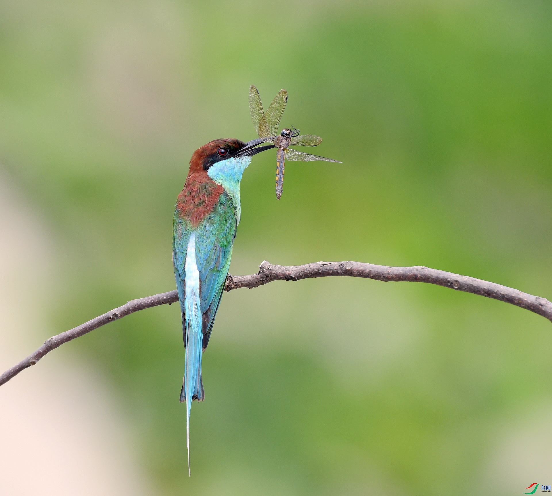DSC_1212.jpg