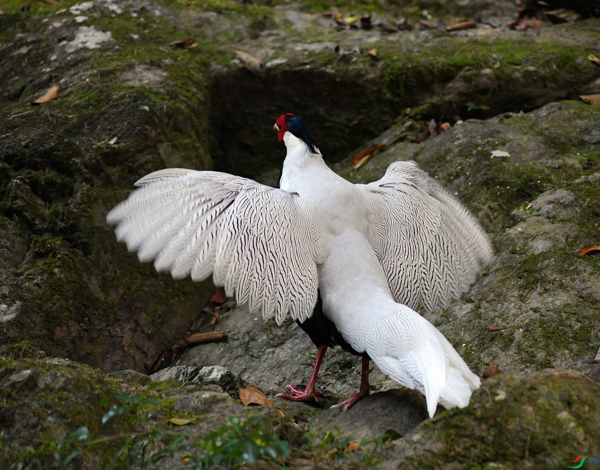 DSC_2442.jpg