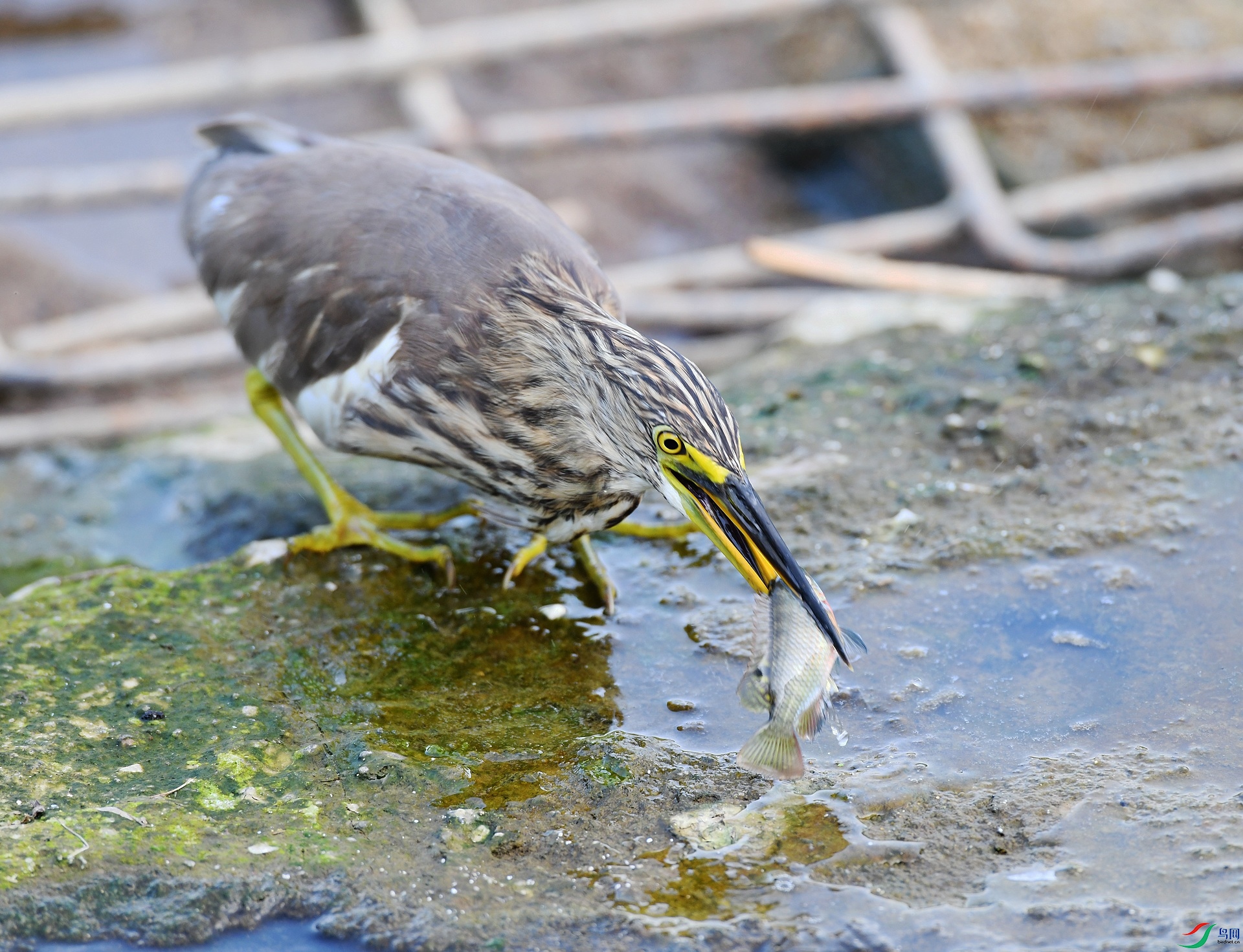 DSC_0774.jpg