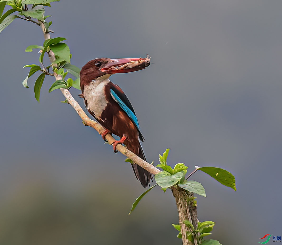 DSC_6287_proc1 ����.jpg