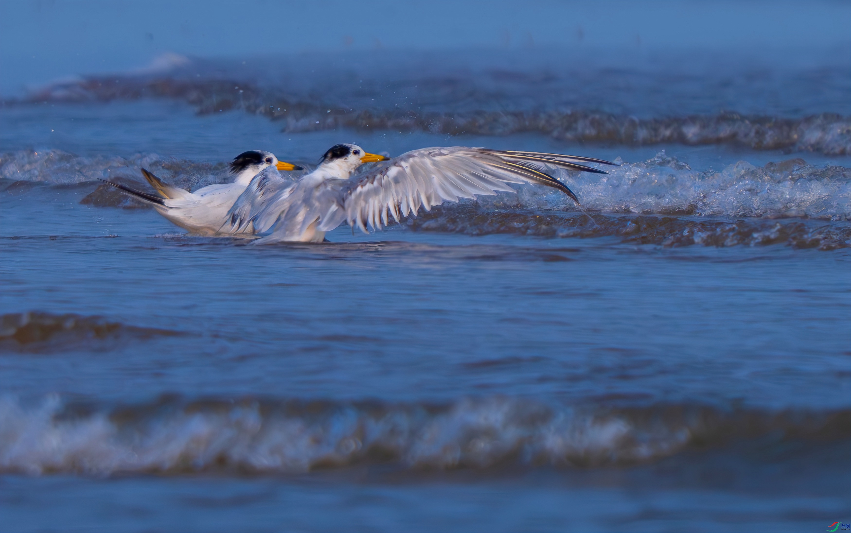 DSC_7176.jpg
