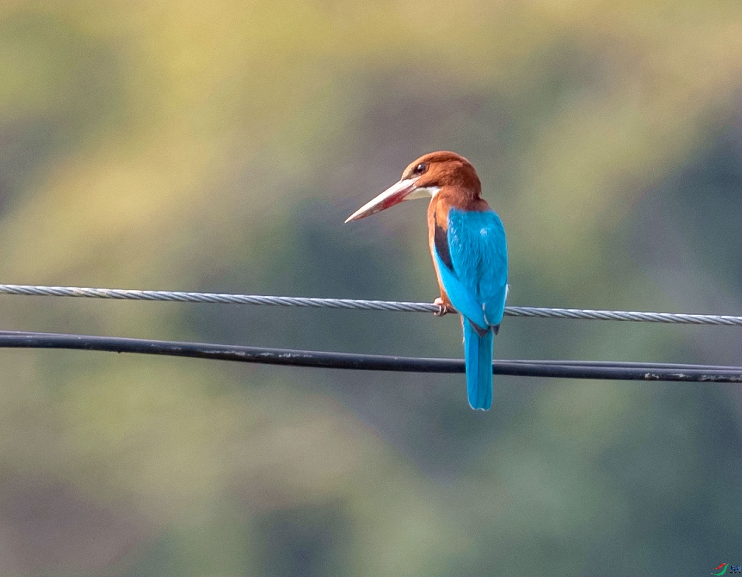 DSC_2554_����.jpg