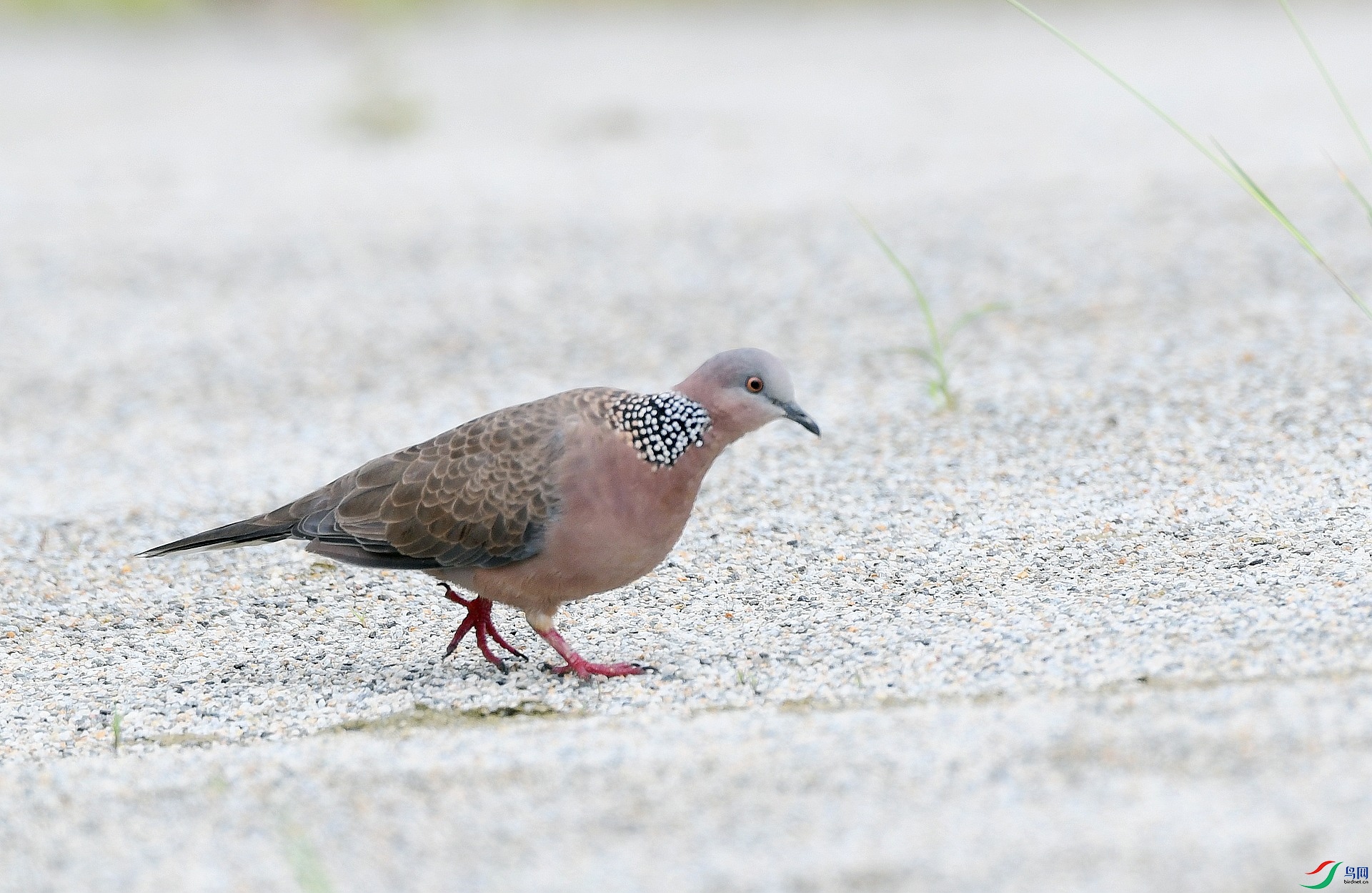 DSC_6588.jpg