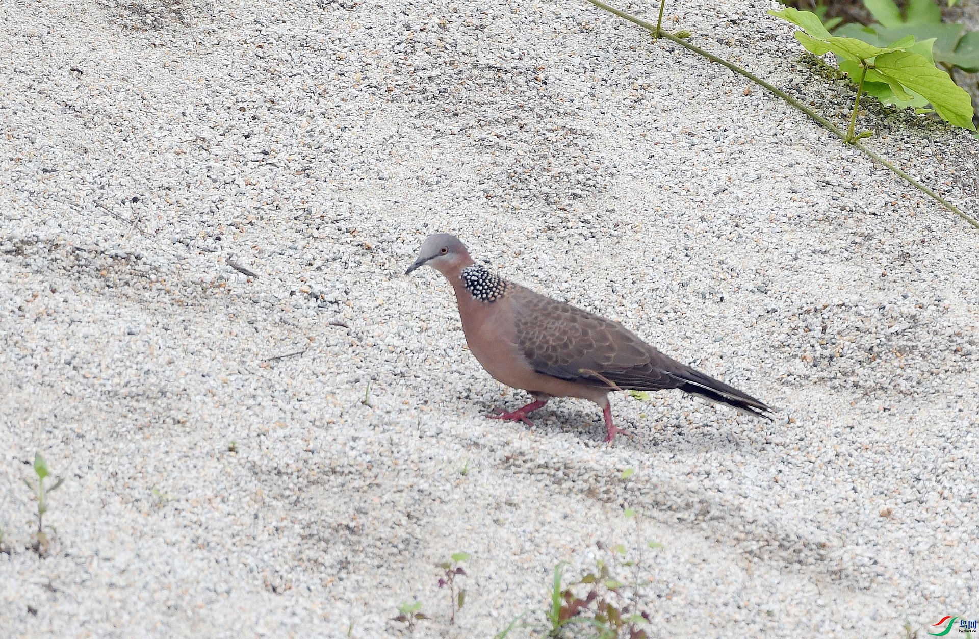 DSC_6540.jpg