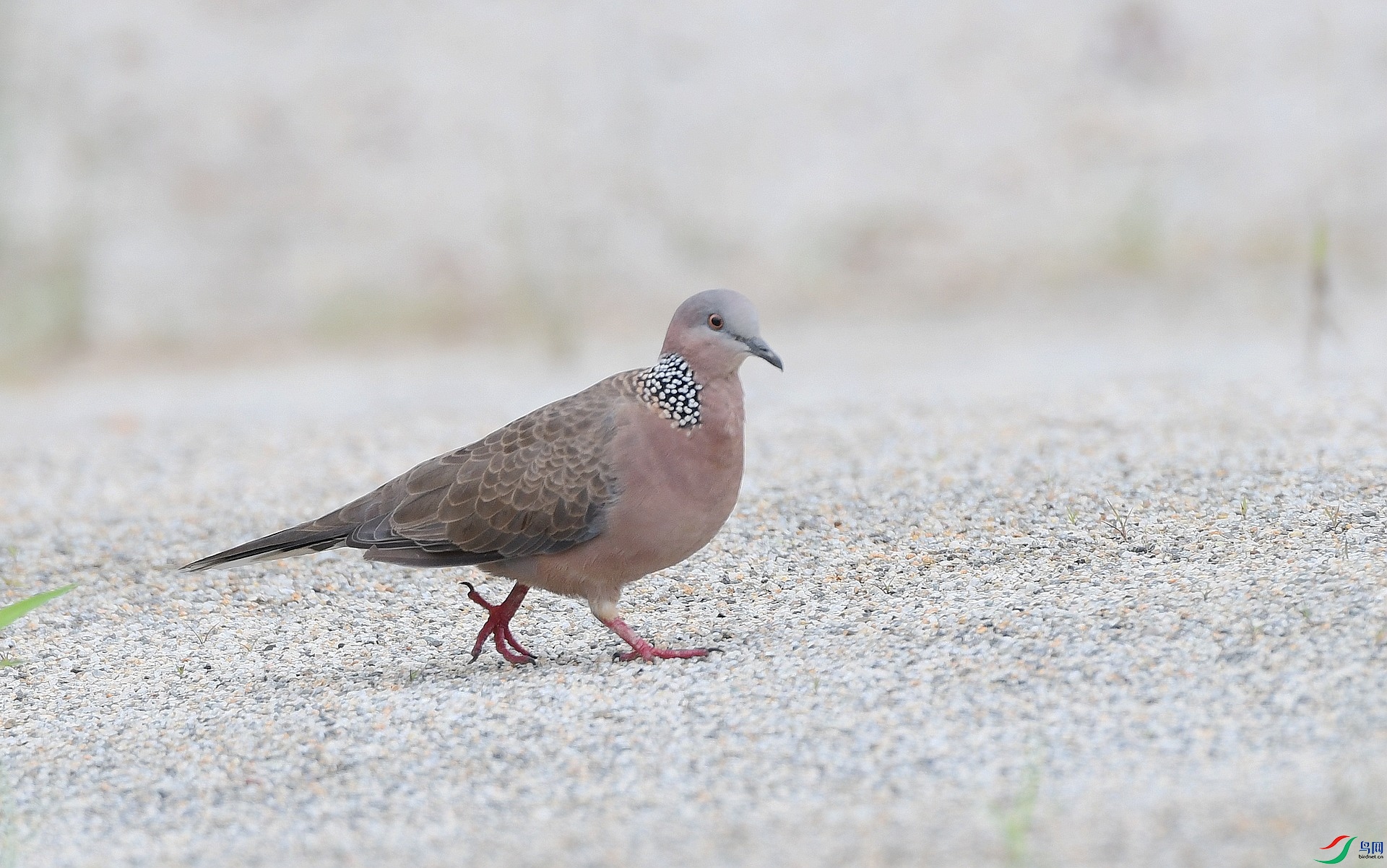 DSC_6584.jpg