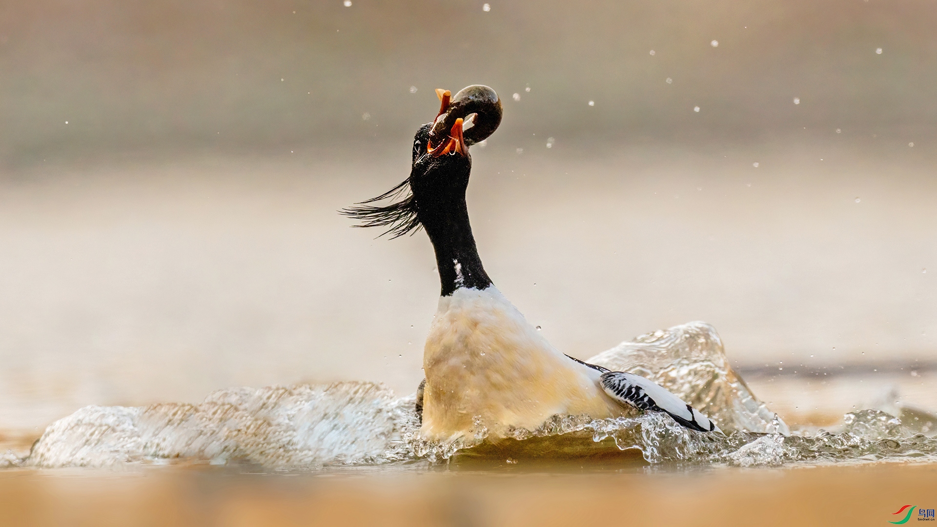 ��ɽ��ɳѼ295�Ի�˲��.jpg