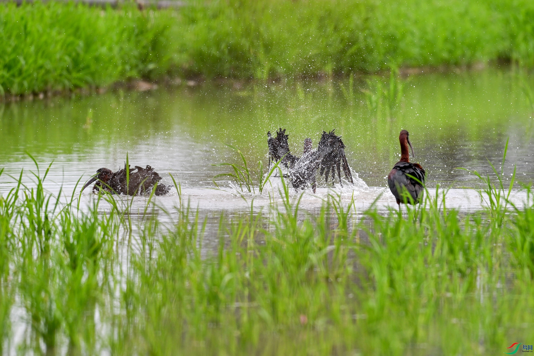 DSC_7956.JPG
