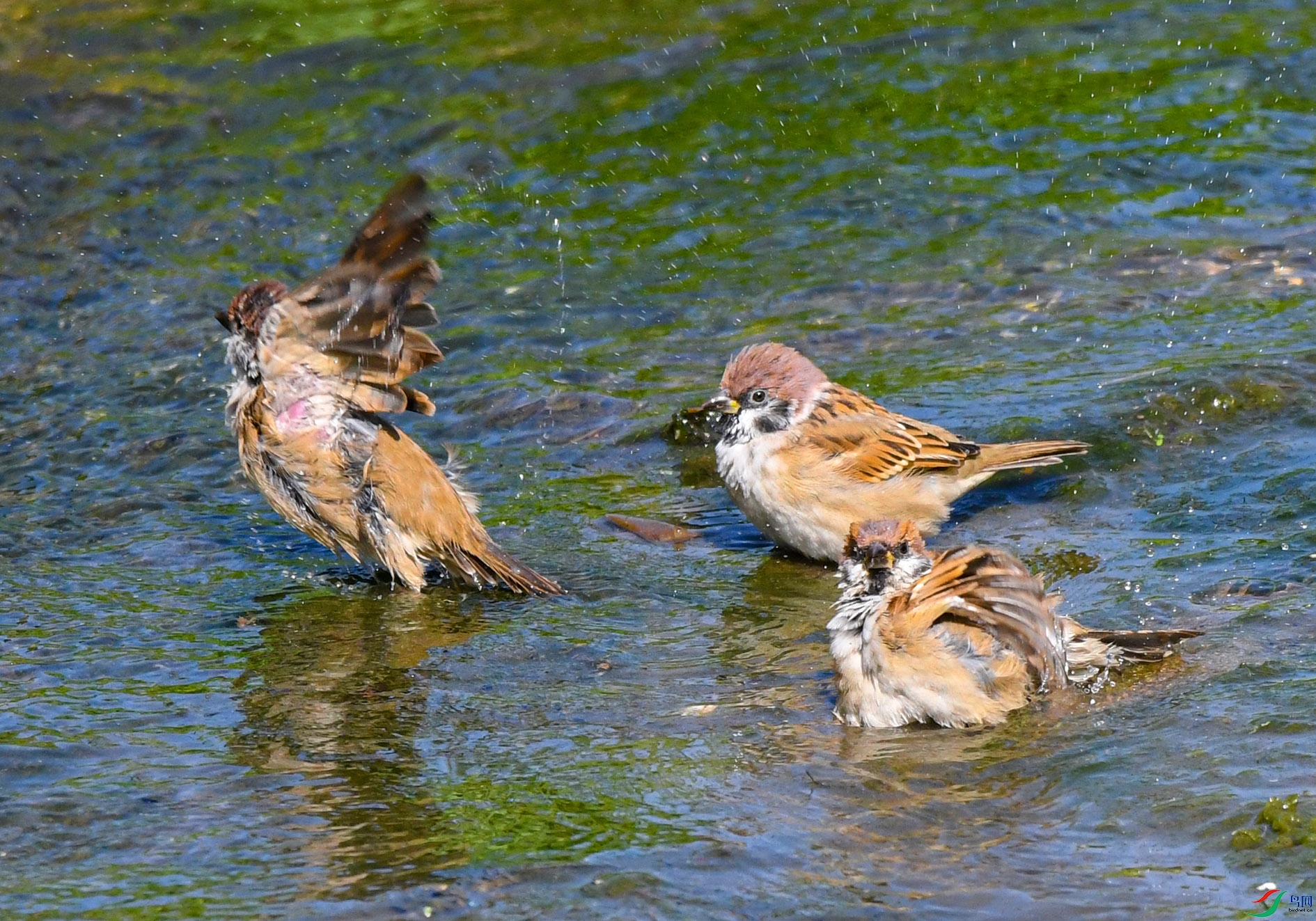 DSC_2577_��ͼ�� ����.jpg