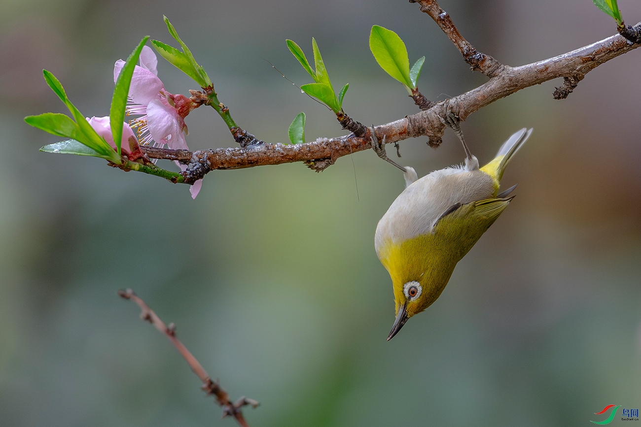DSC_6282-AB.jpg