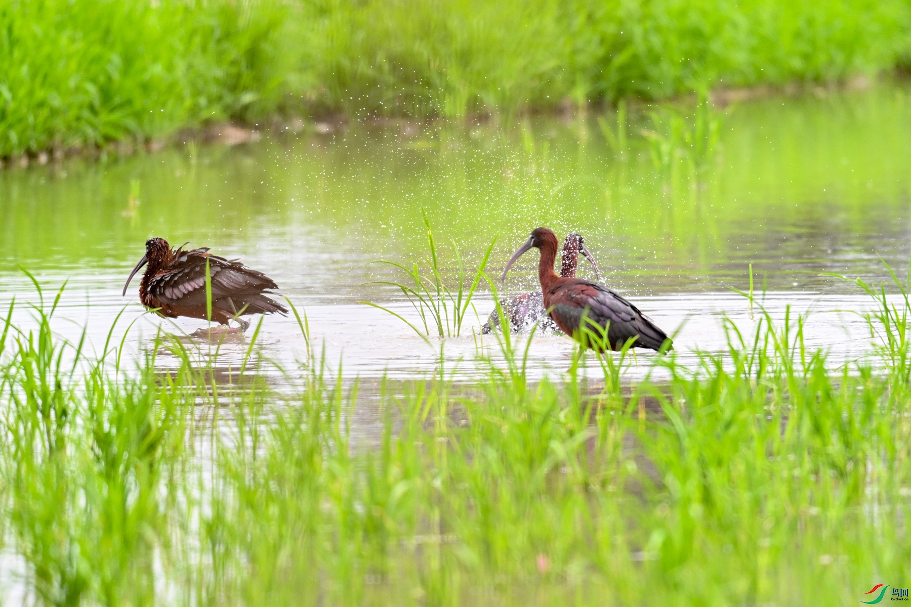 DSC_7963.JPG