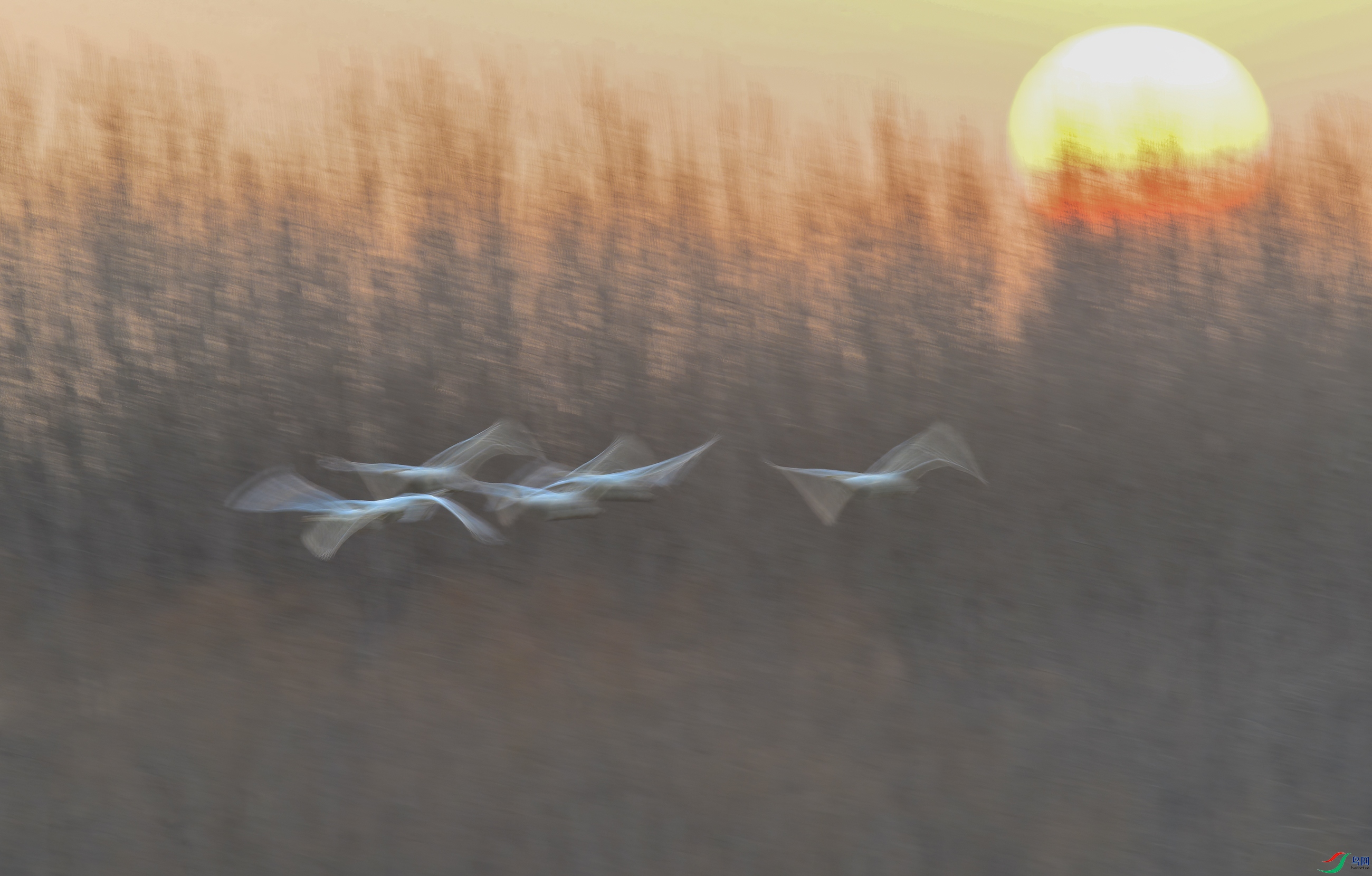 DSC_95051.jpg