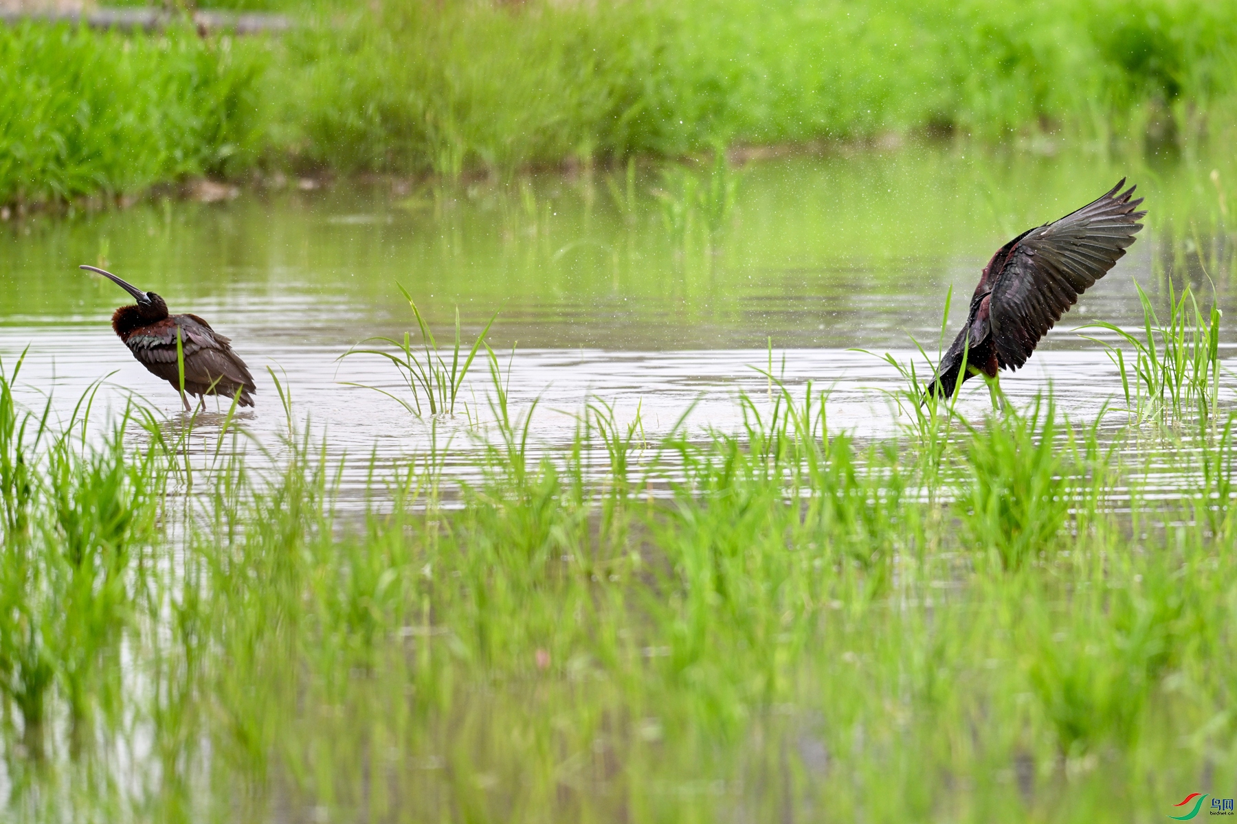 DSC_7984.JPG