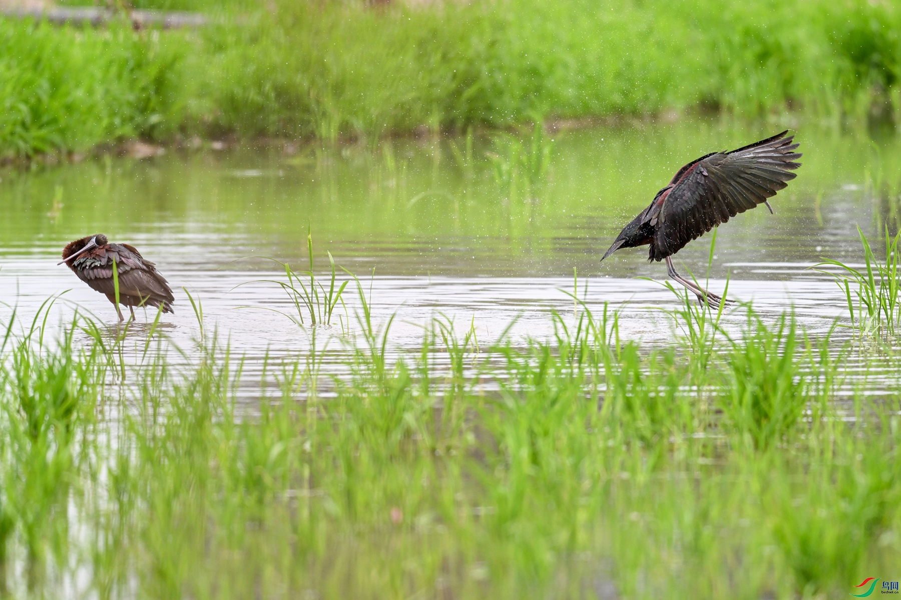 DSC_7981.JPG