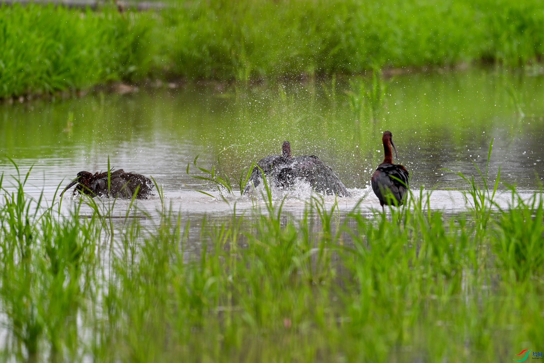 DSC_7955.JPG