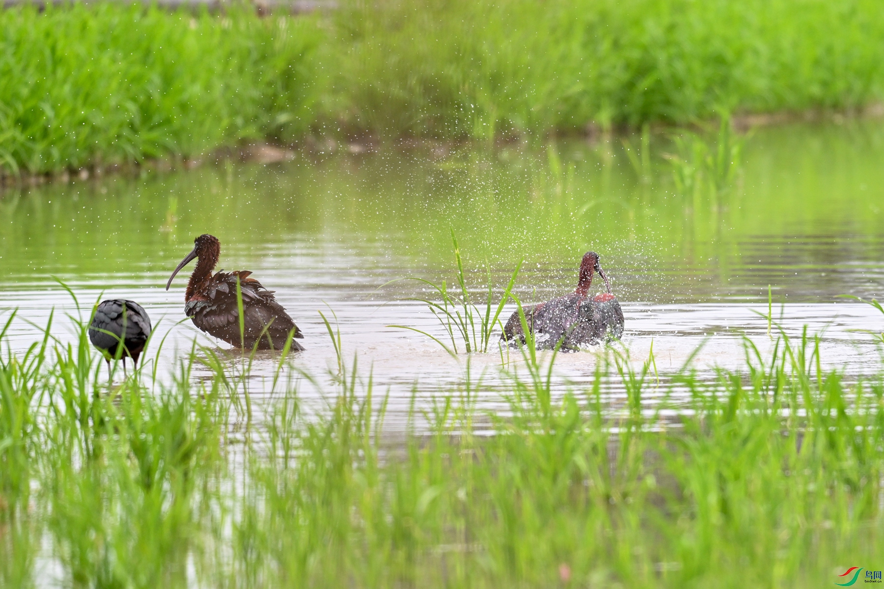 DSC_7972.JPG