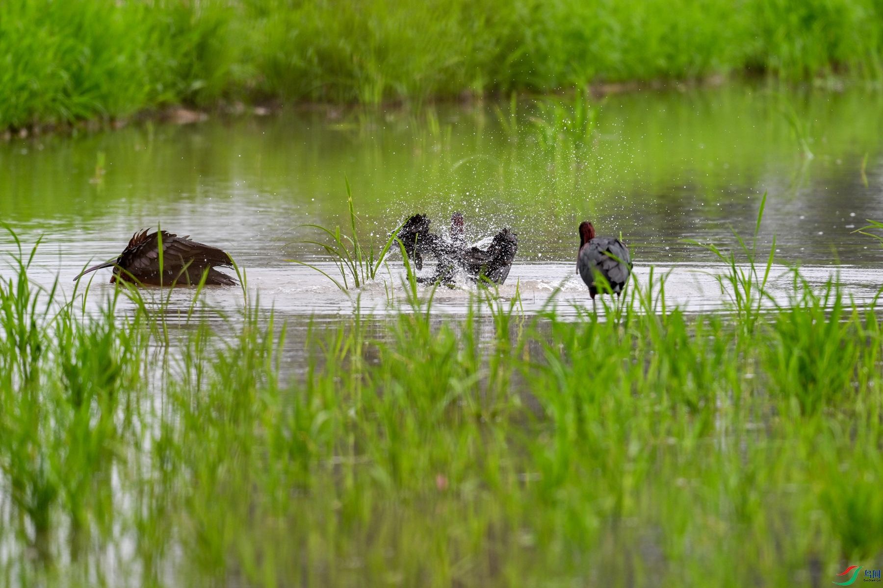 DSC_7961.JPG
