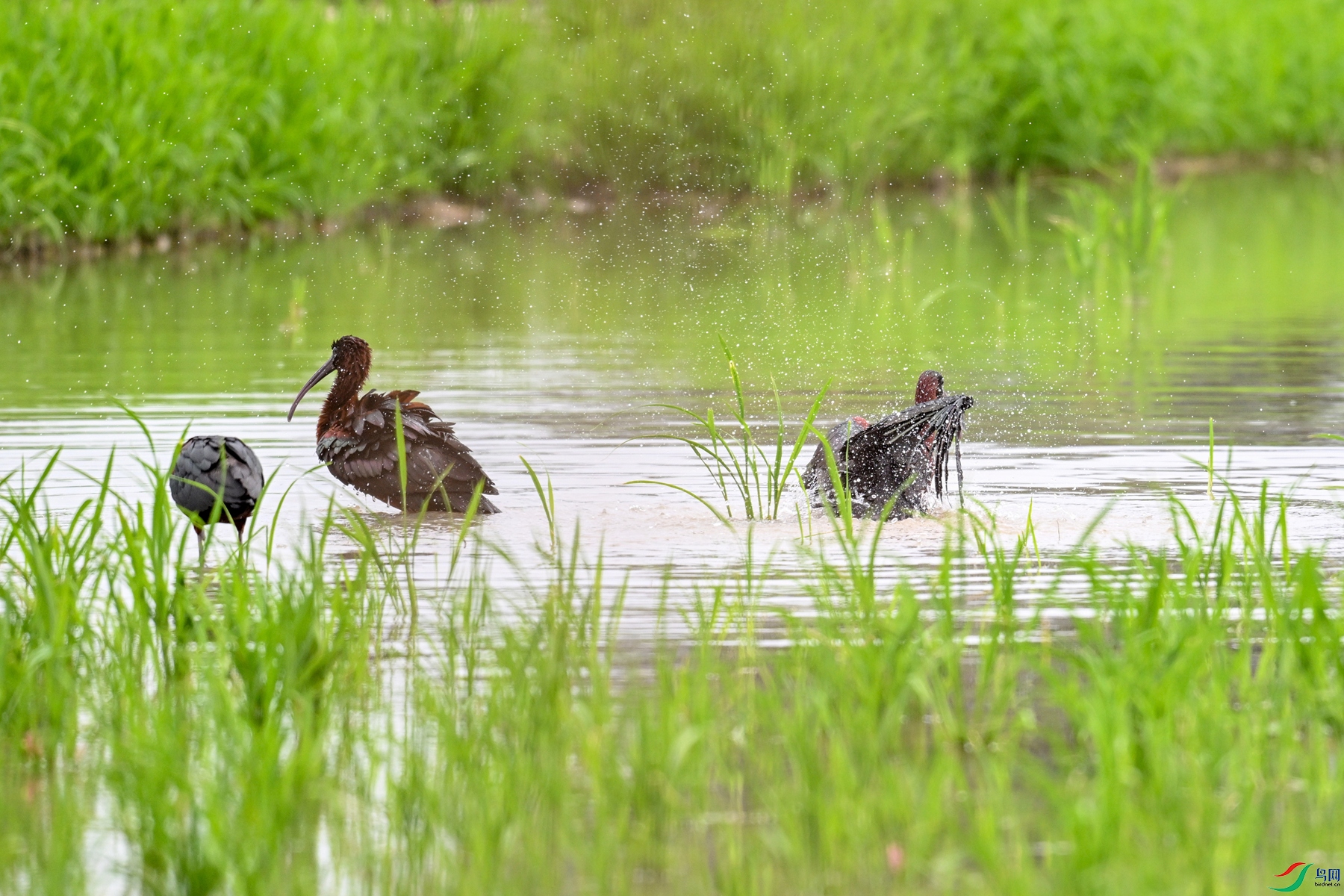 DSC_7973.JPG