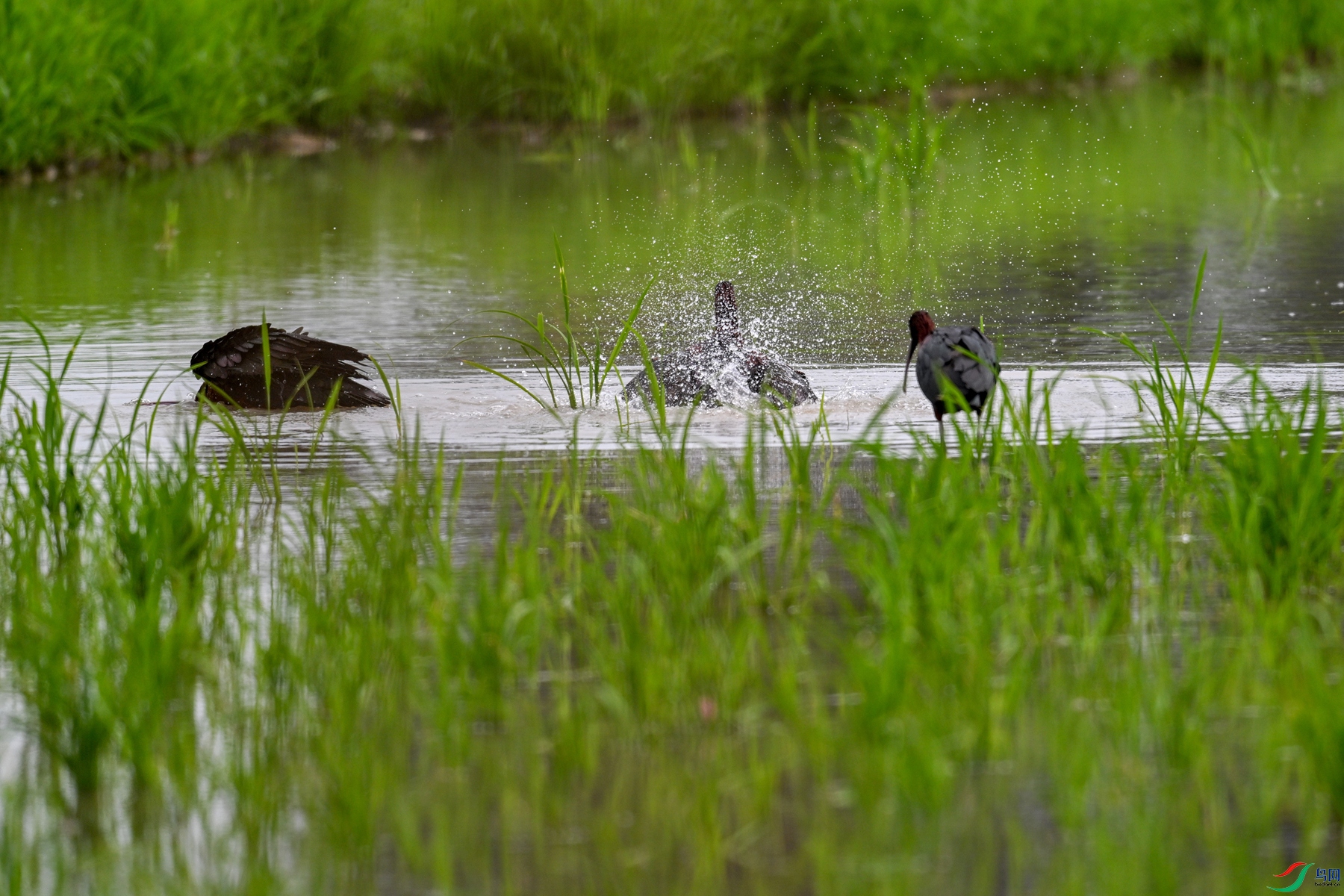 DSC_7962.JPG