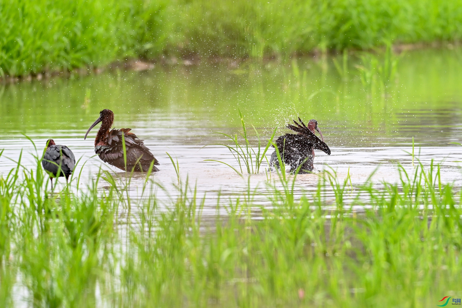 DSC_7974.JPG