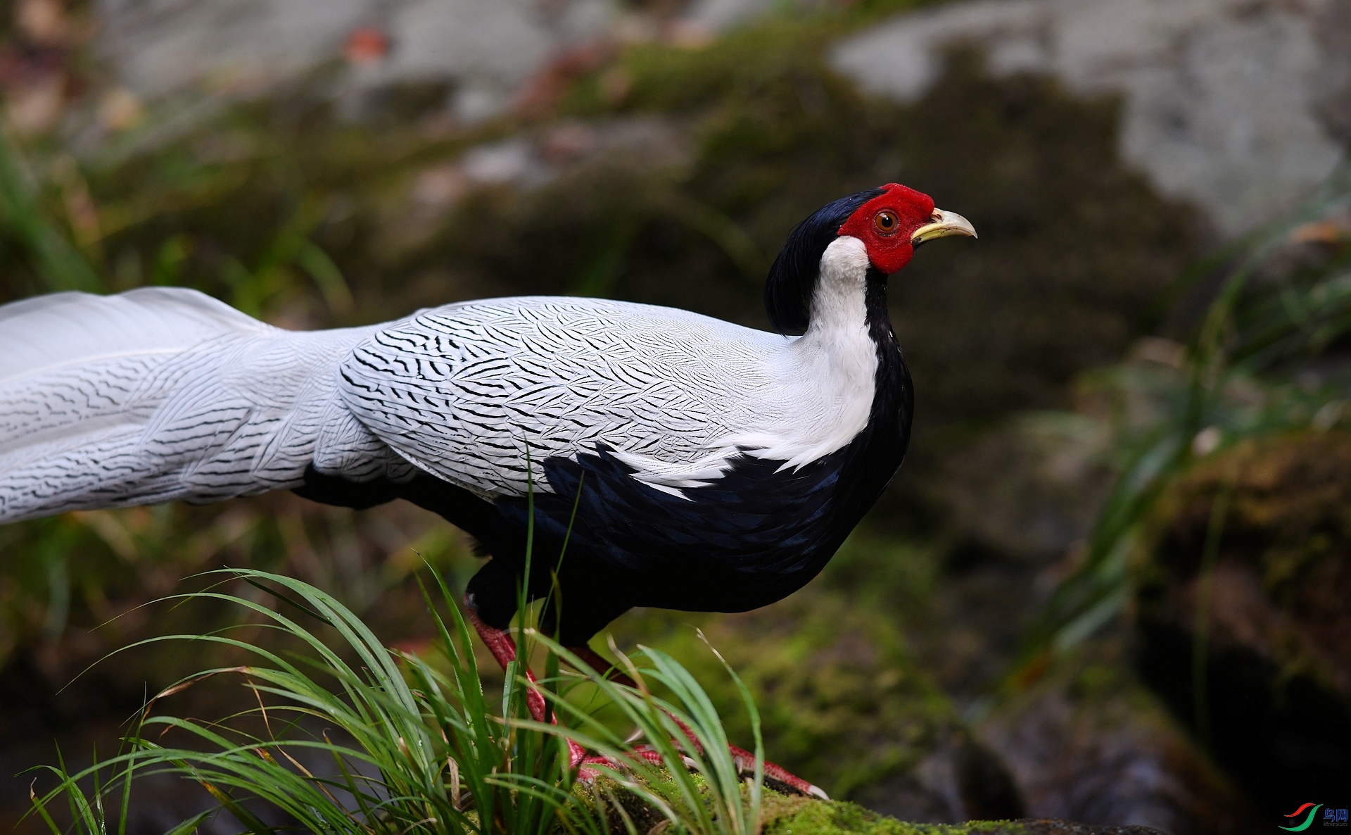 DSC_1969.jpg
