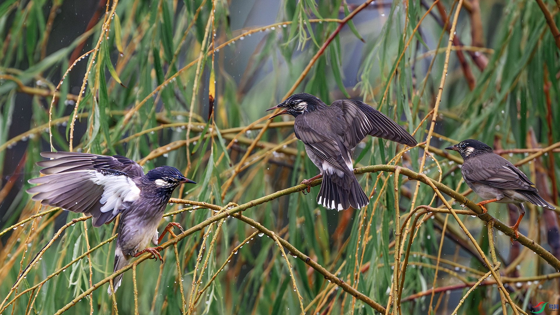 DSC_4123-����ǿ-NR ����.jpg