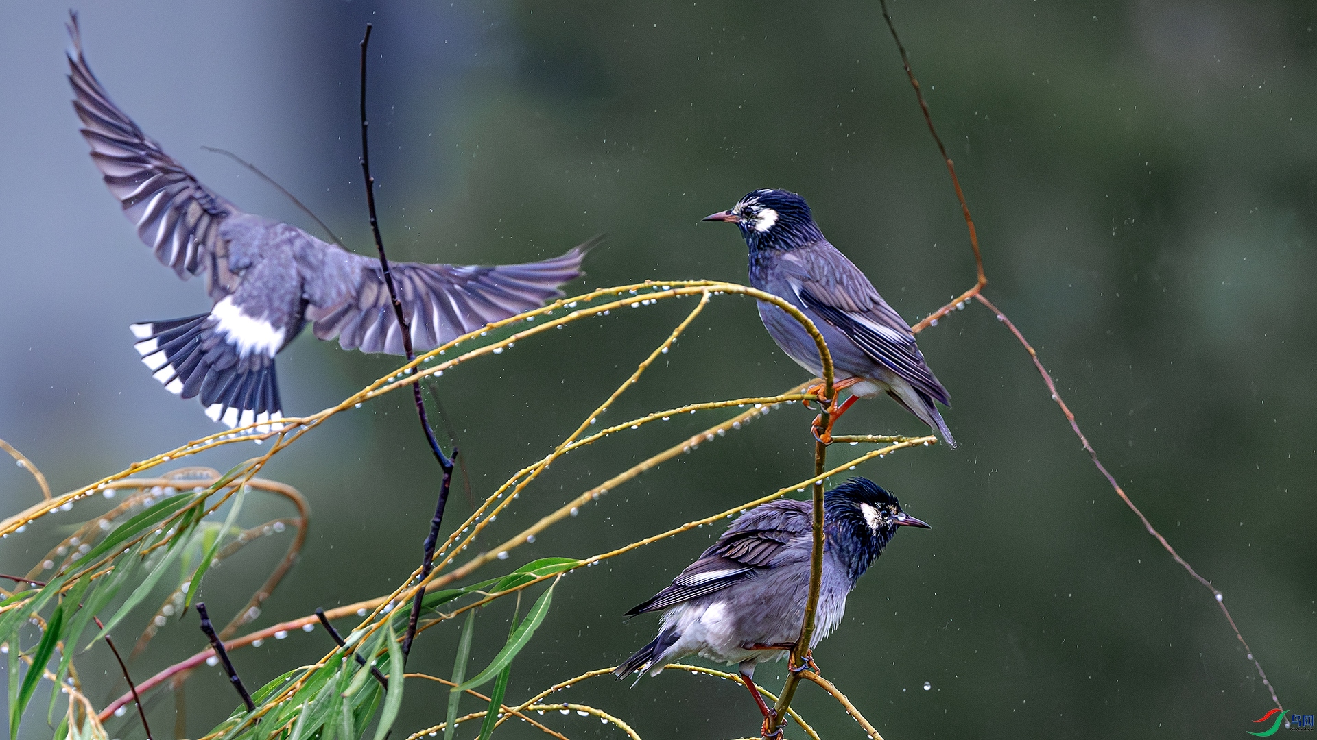 DSC_4134-����ǿ-NR ����.jpg