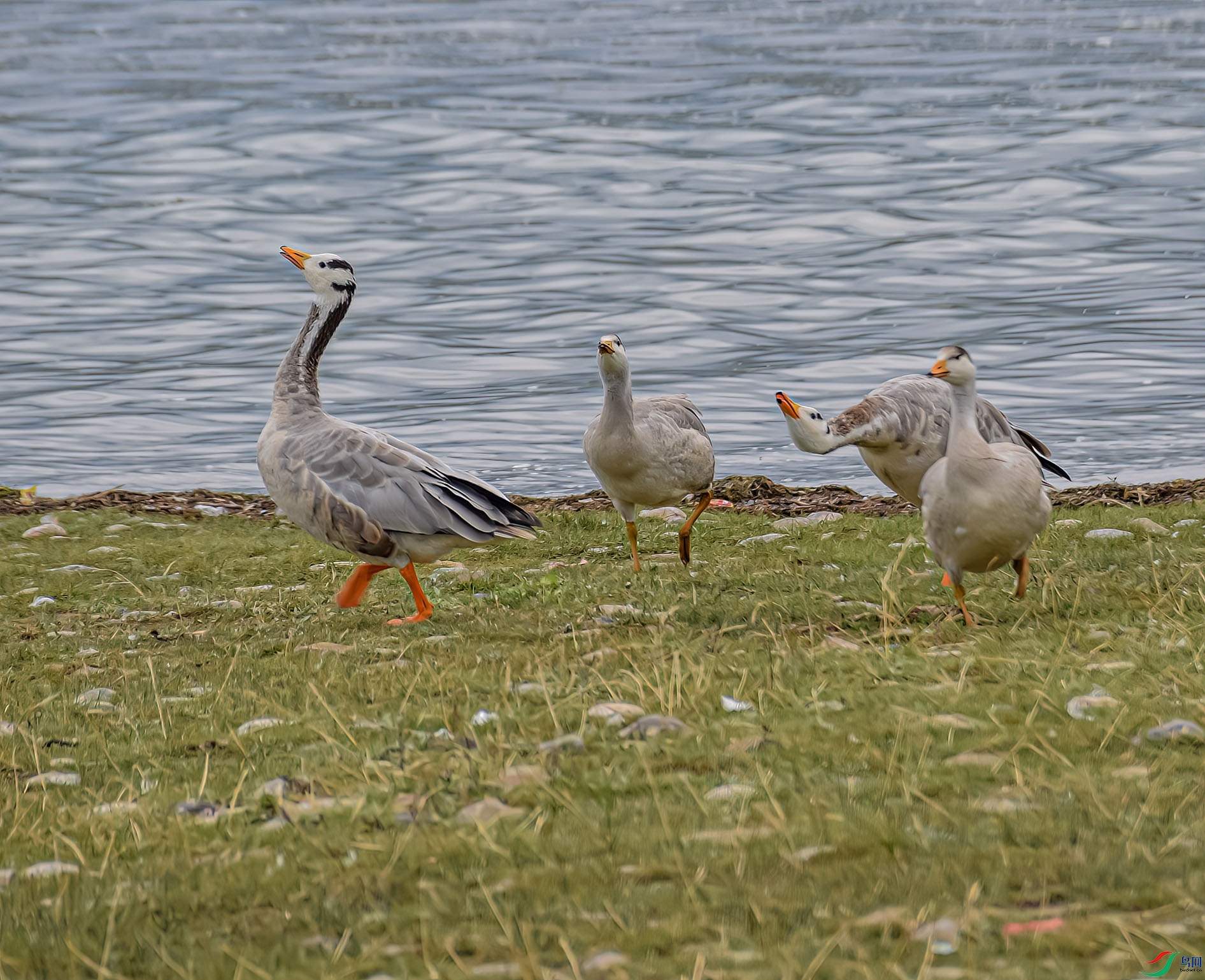 DSC_0088 ����.jpg