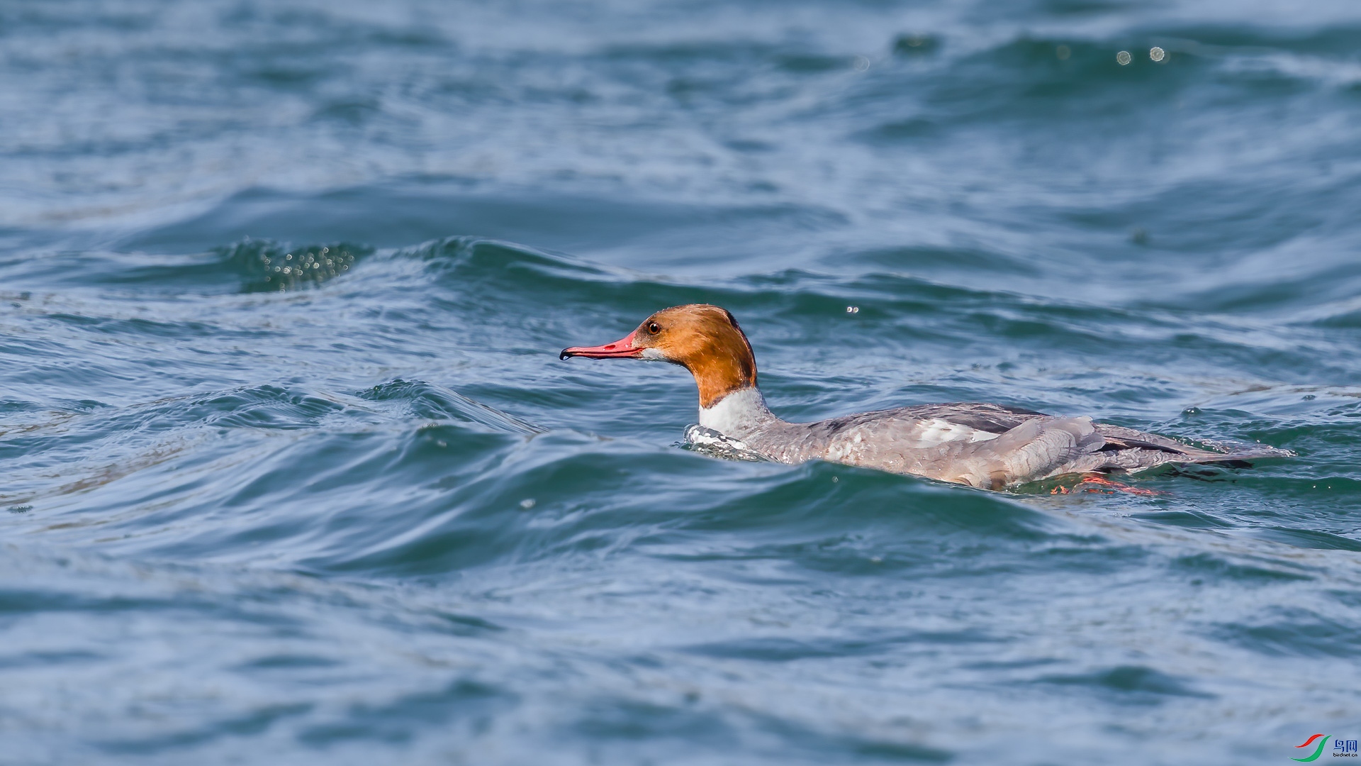 AQ4P0904-1.JPG