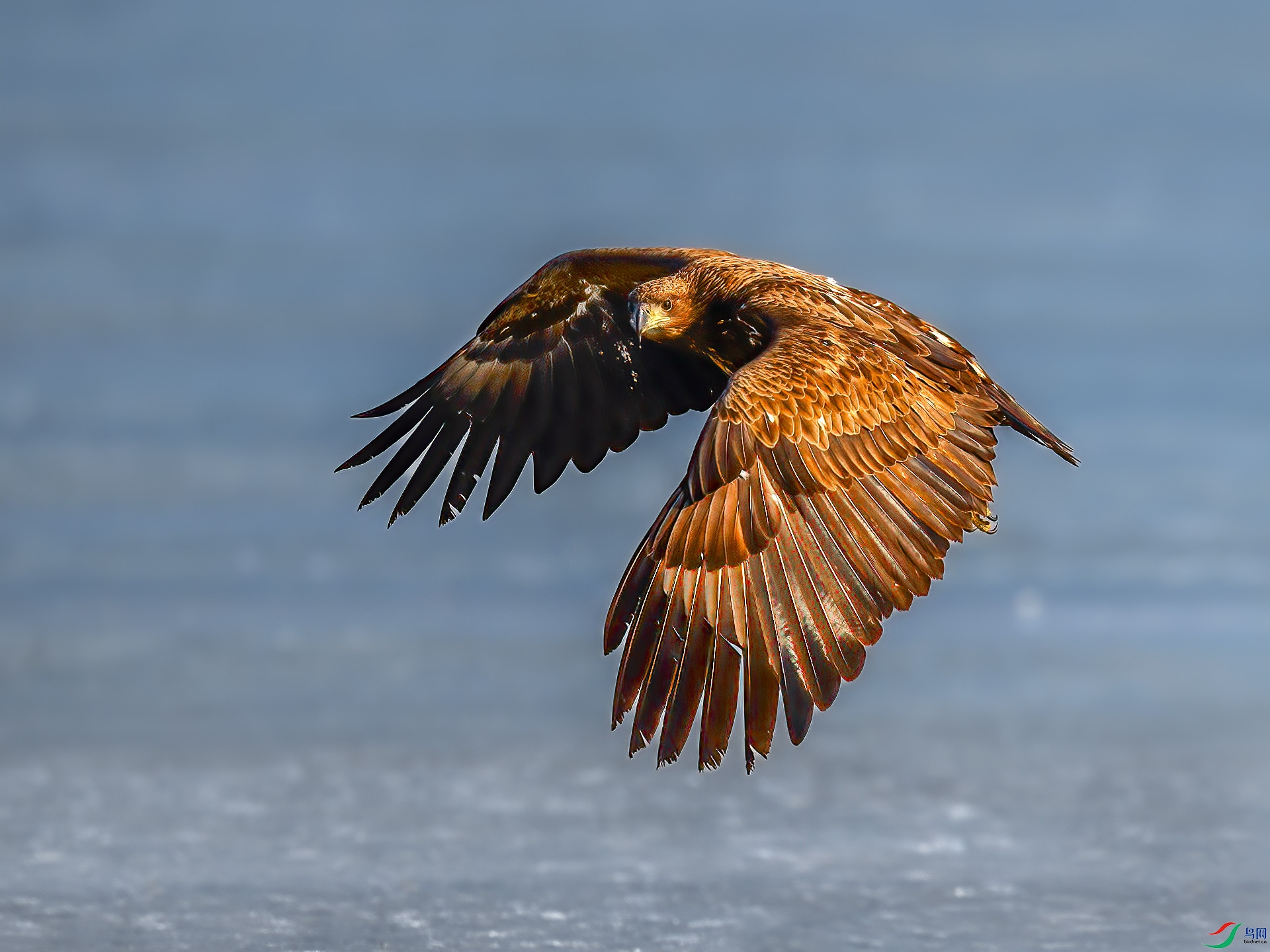 ��β����