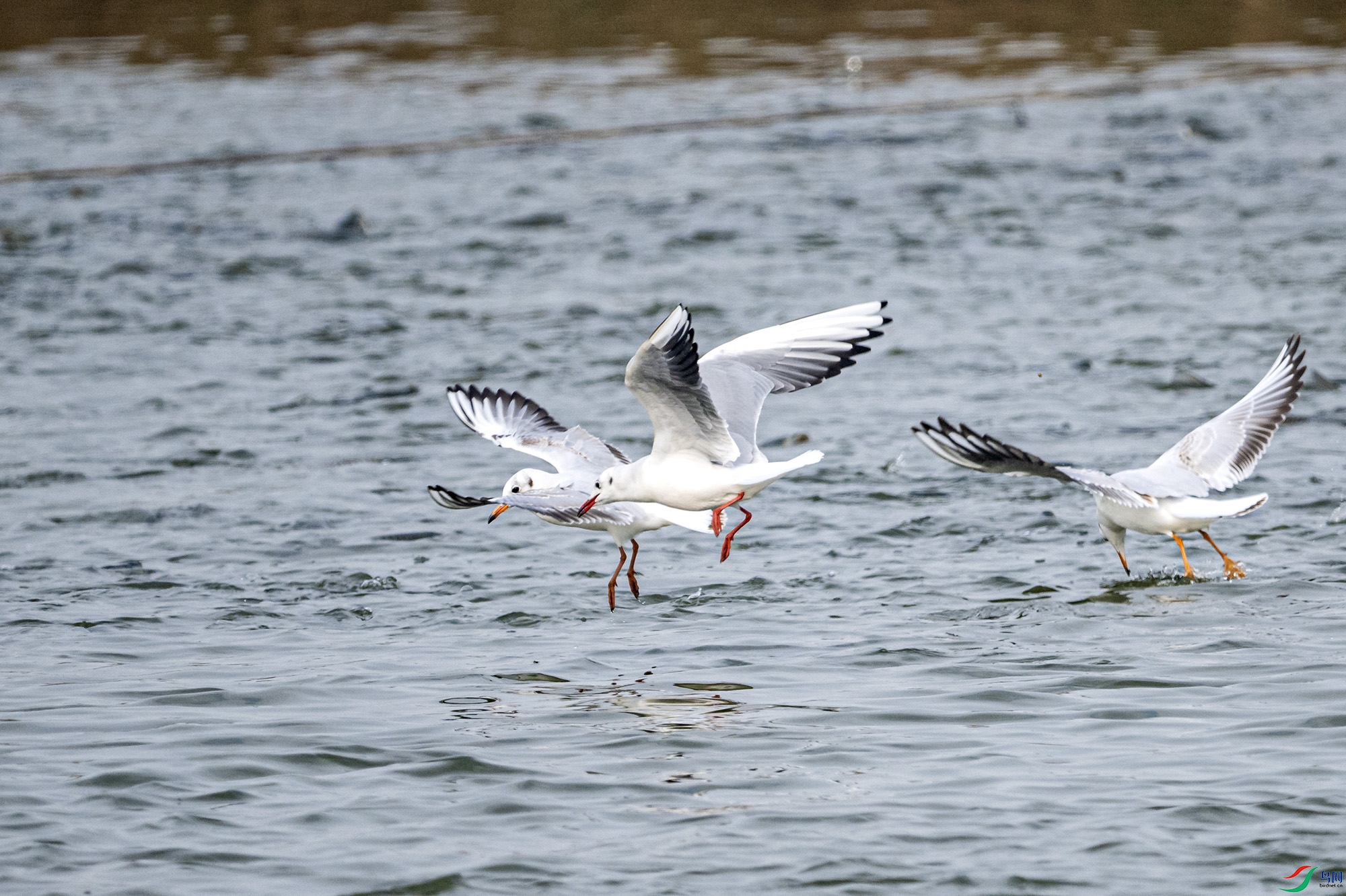 DSC_0354.jpg
