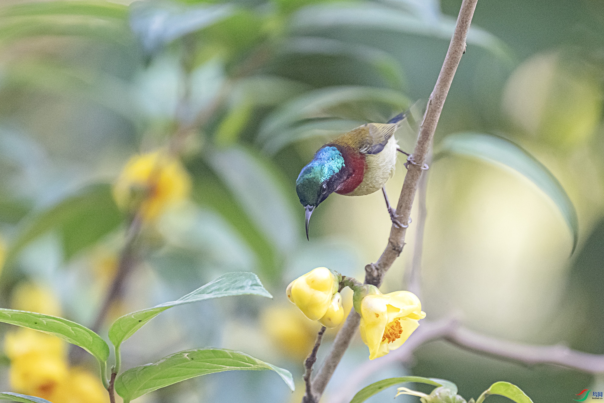 DSC_6667.jpg