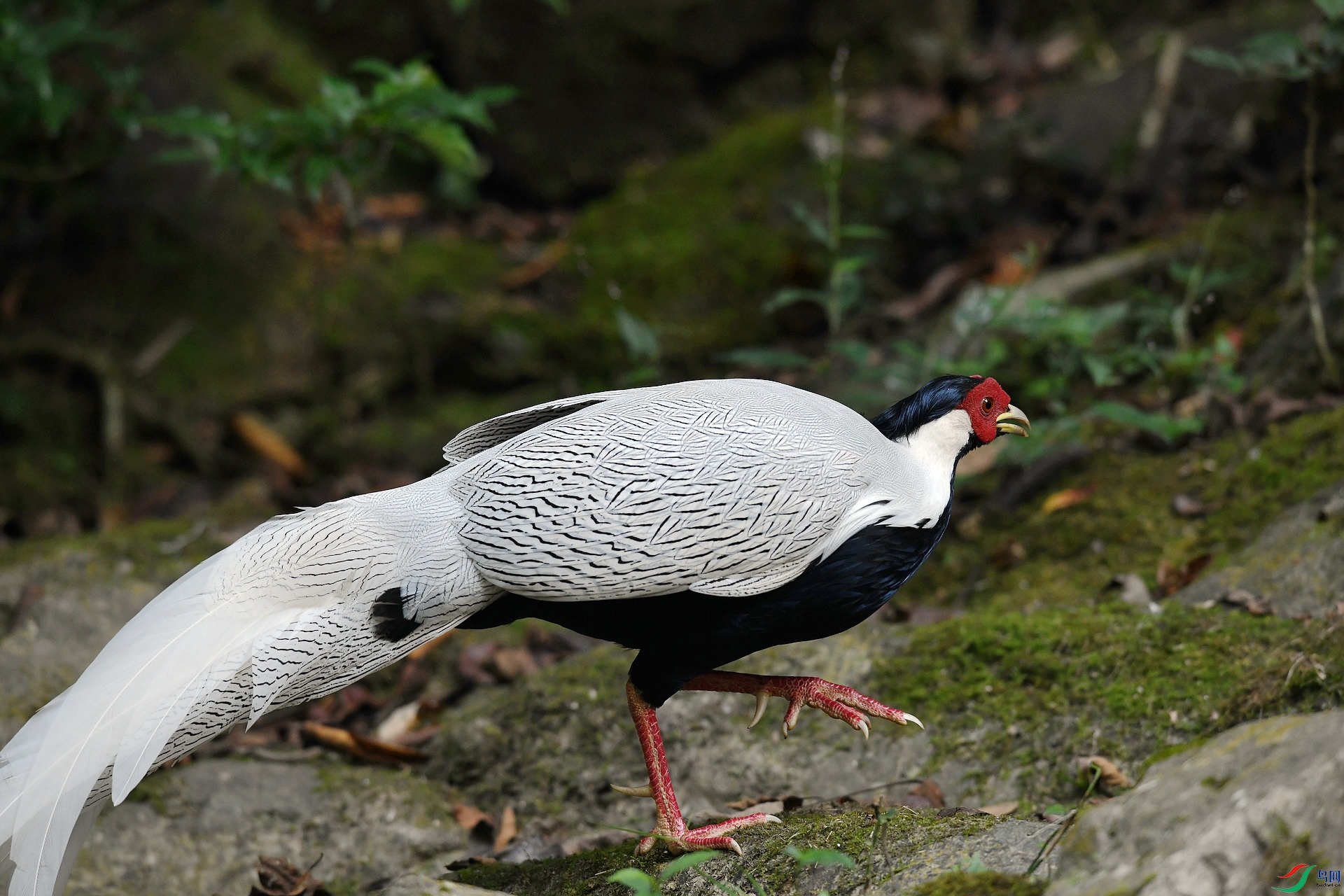 DSC_1663.jpg