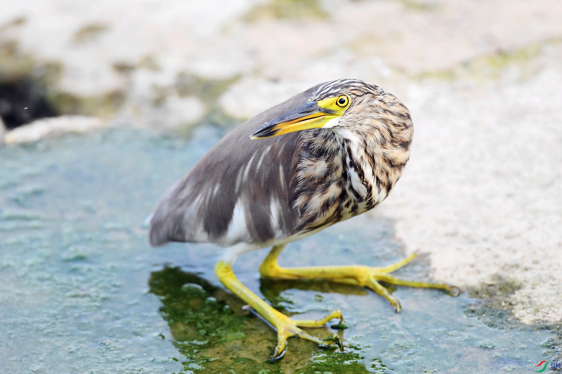 DSC_0926.jpg