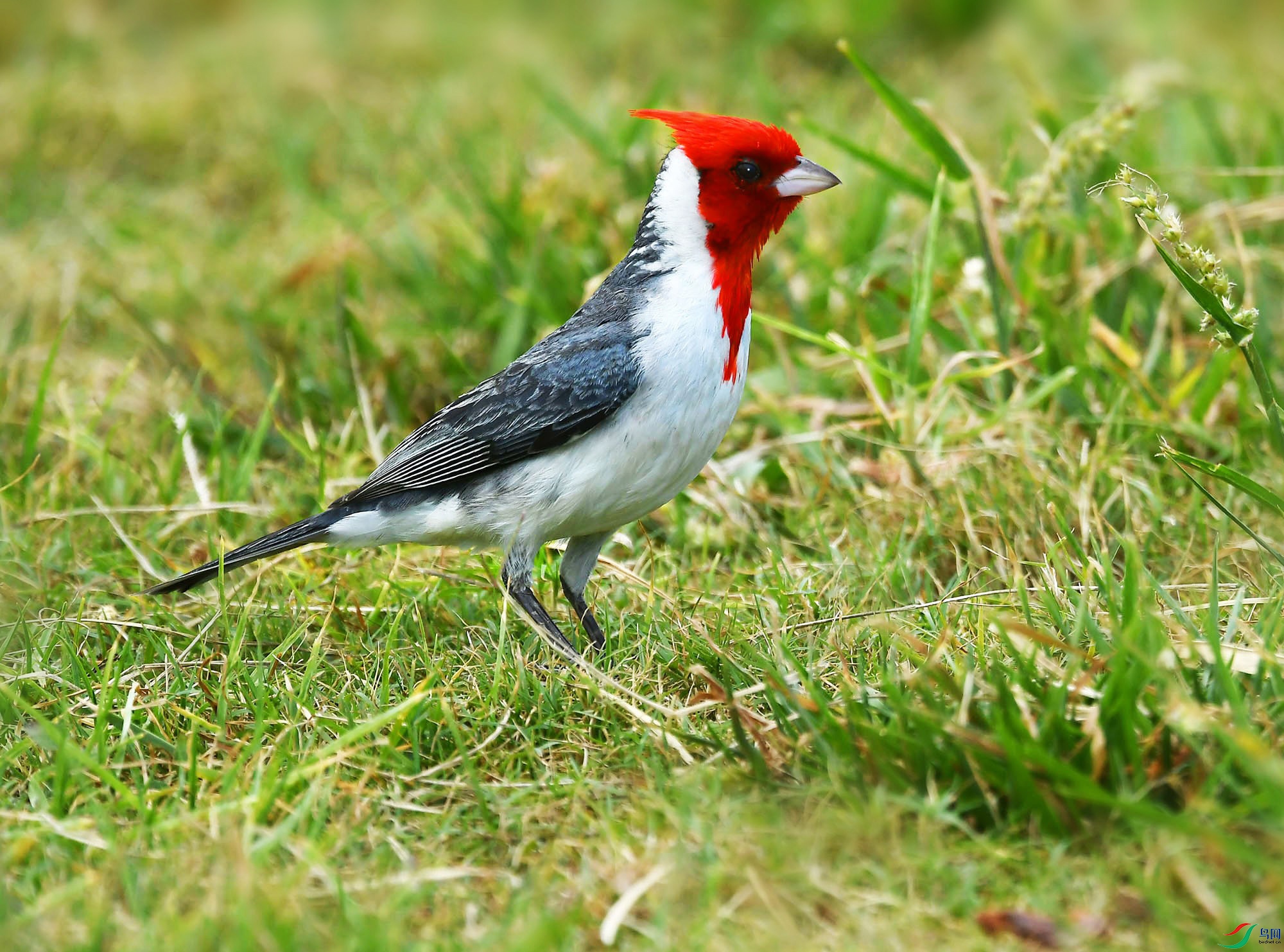 DSC_8223_.jpg