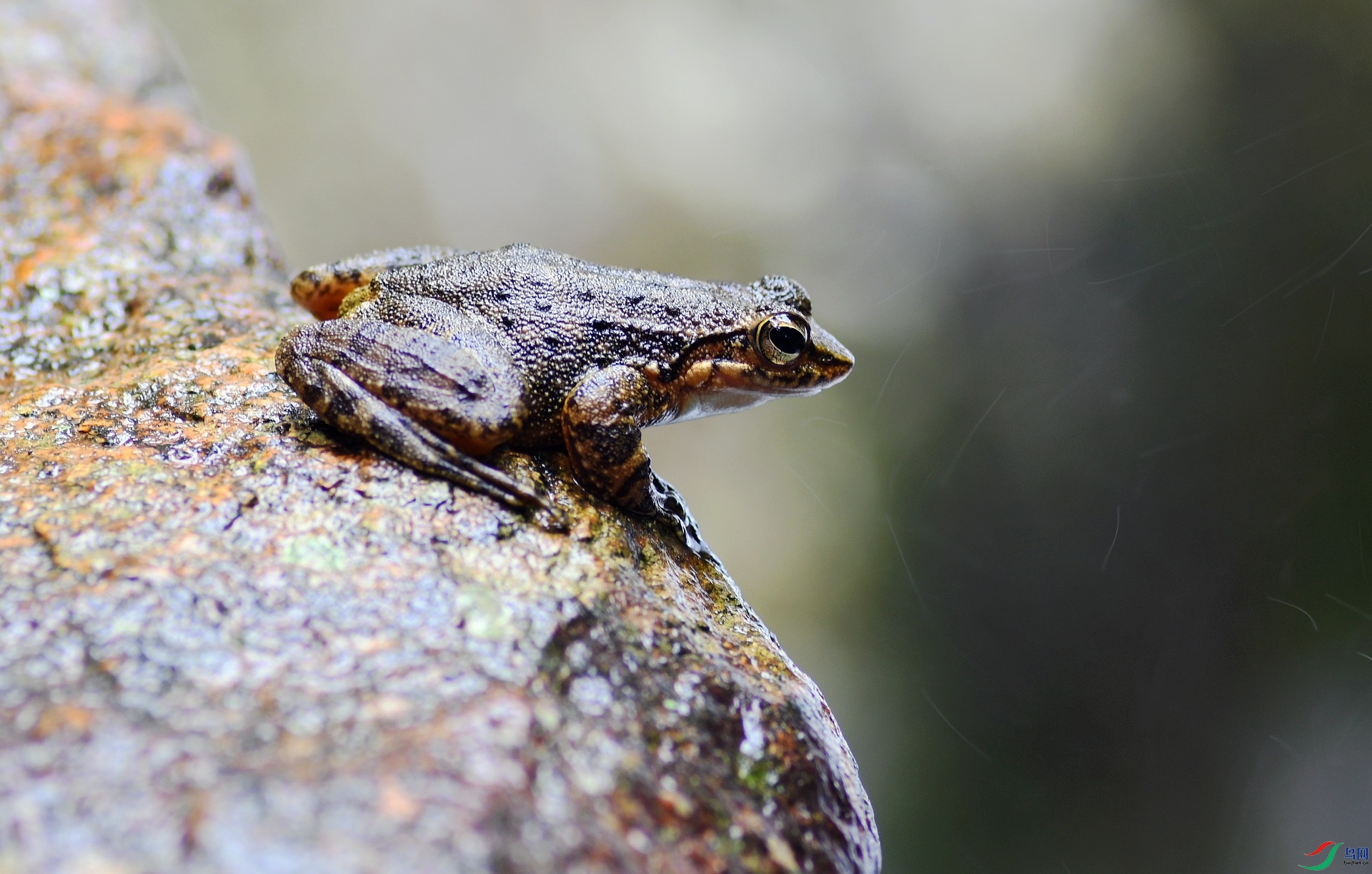 DSC_2333.jpg